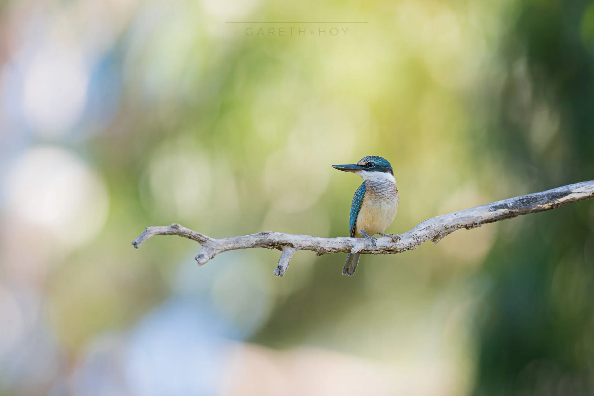 Sacred Kingfisher