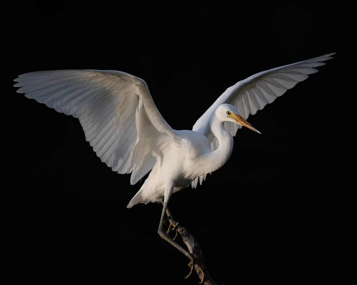 Little egret