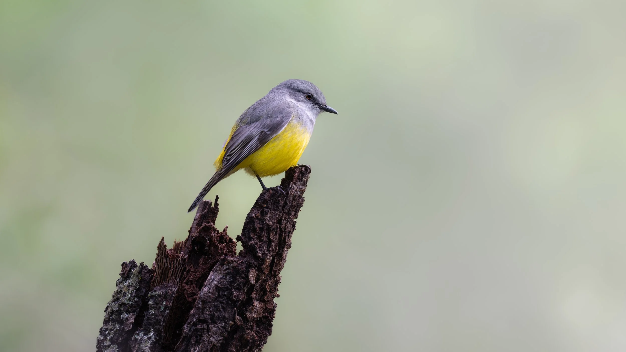 Yellow Robin