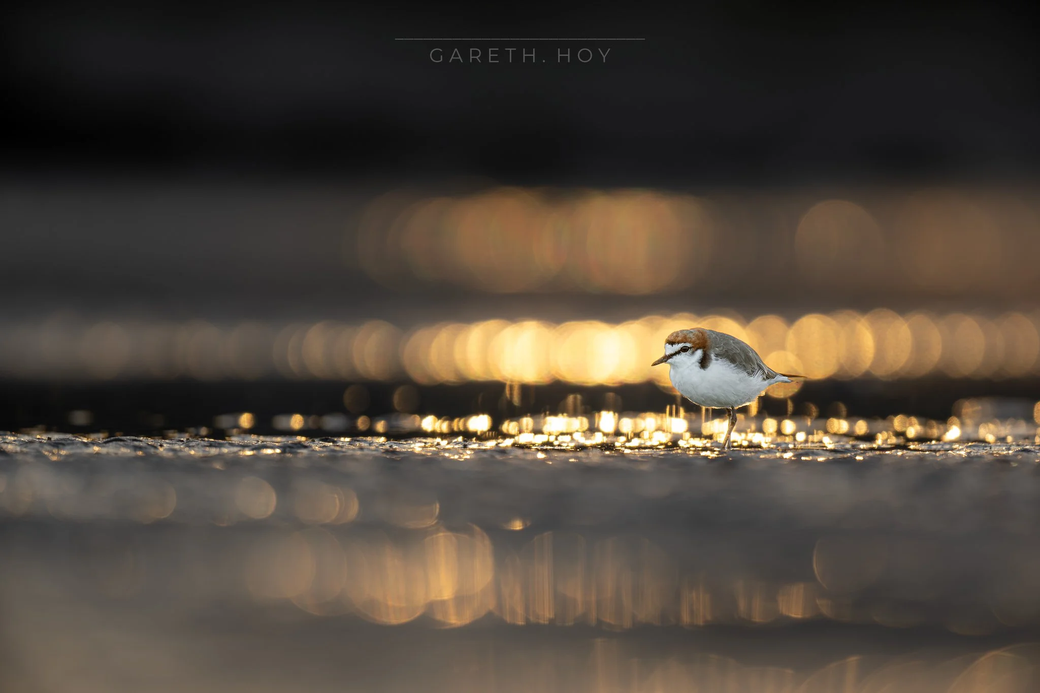 20260129-GZ9_1496-Facebook 2048-2.jpg