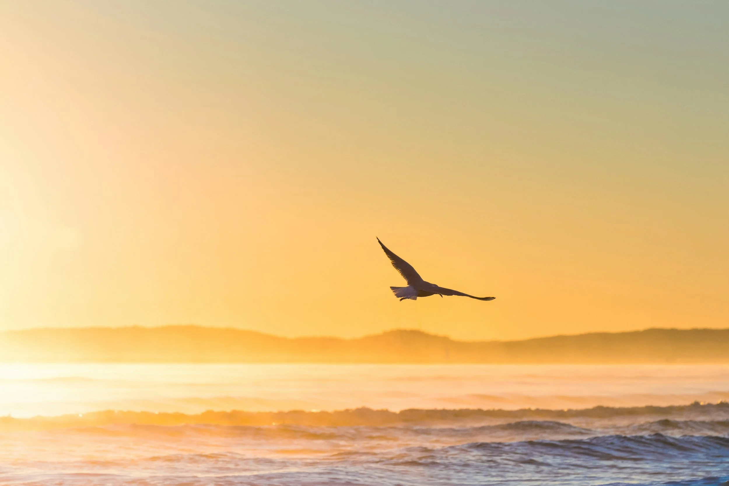 A bird flying over the ocean at sunset with the sky in shades of yellow and orange, and the silhouette of distant land on the horizon.