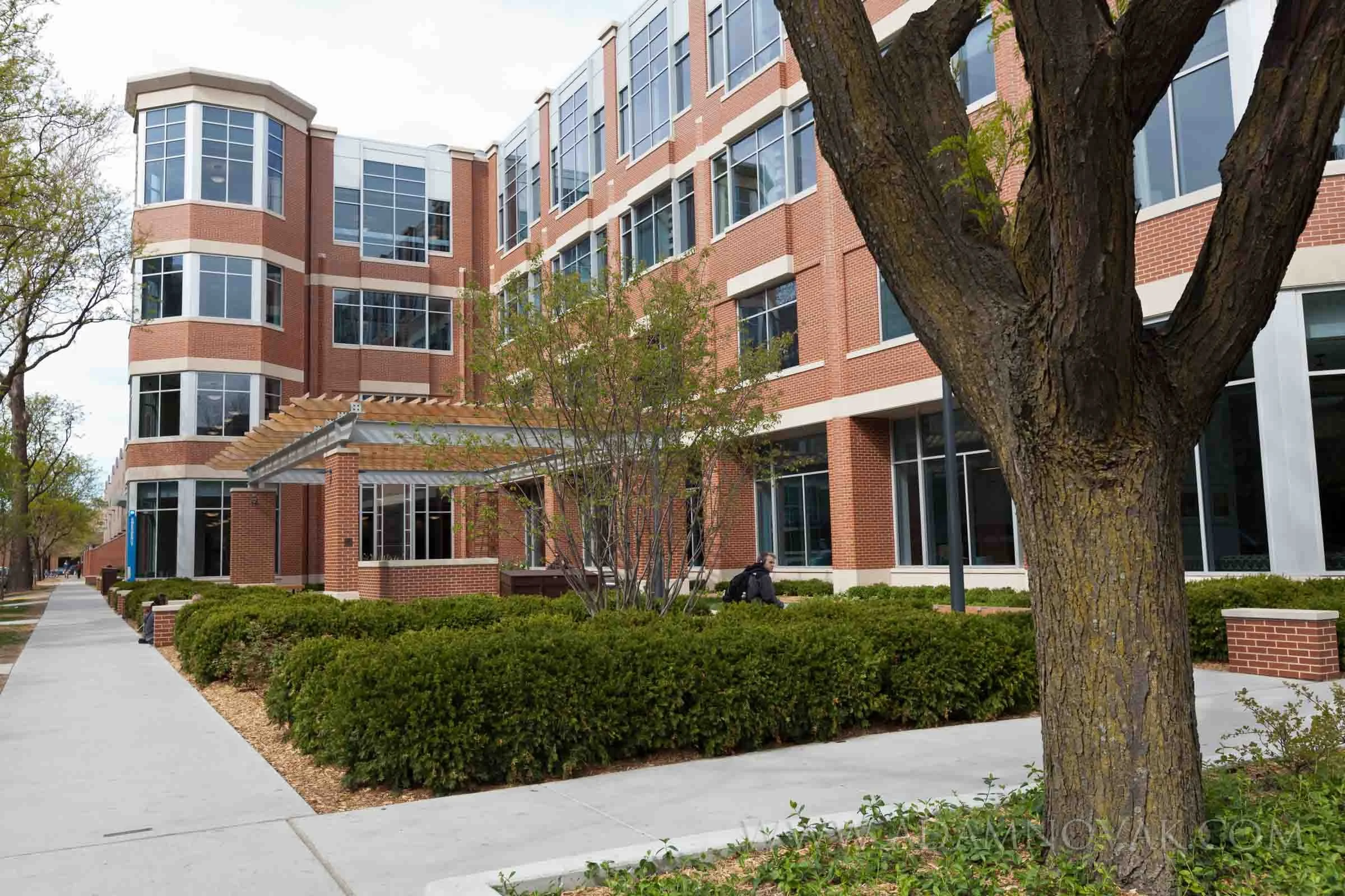 A sidewalk lined with trimmed bushes leads to a modern brick and glass multi-story building with large windows. A large tree with rough bark is in the foreground, and a person is sitting on the bushes near the building.