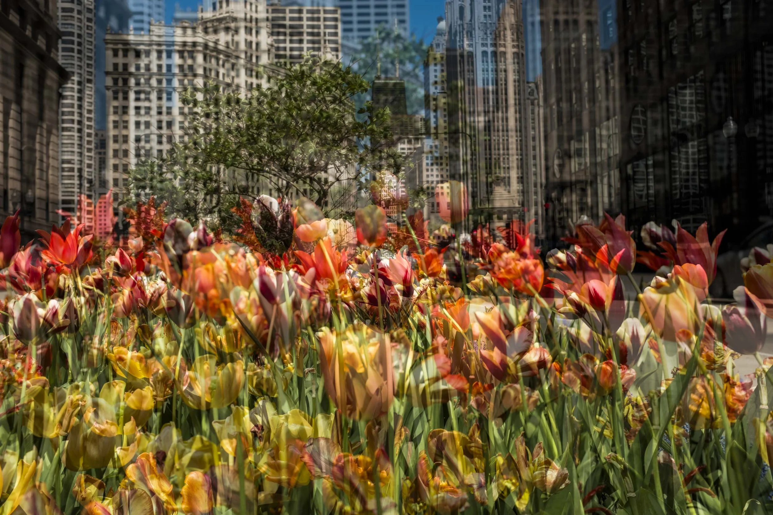 26_SkatelifePhotographsChicago_Tulips_MichiganAveune_RogersParkLake_Spring_Website-9.jpg