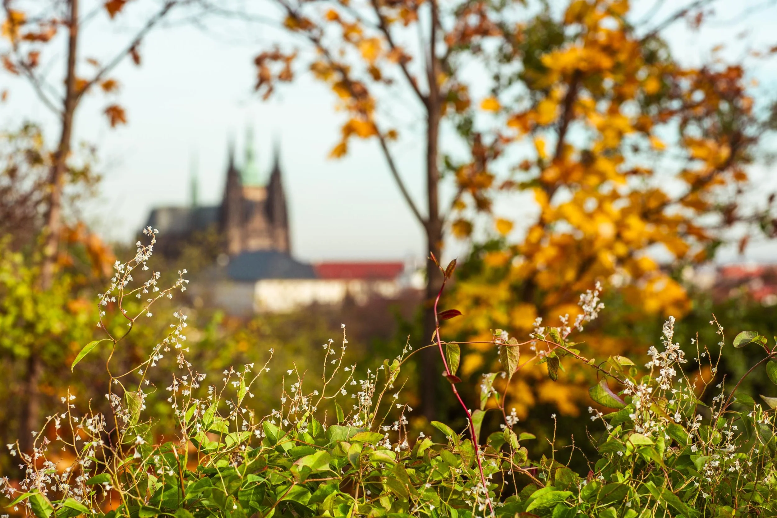 2511_Prague_FallColors_WebsiteReady-14.jpg