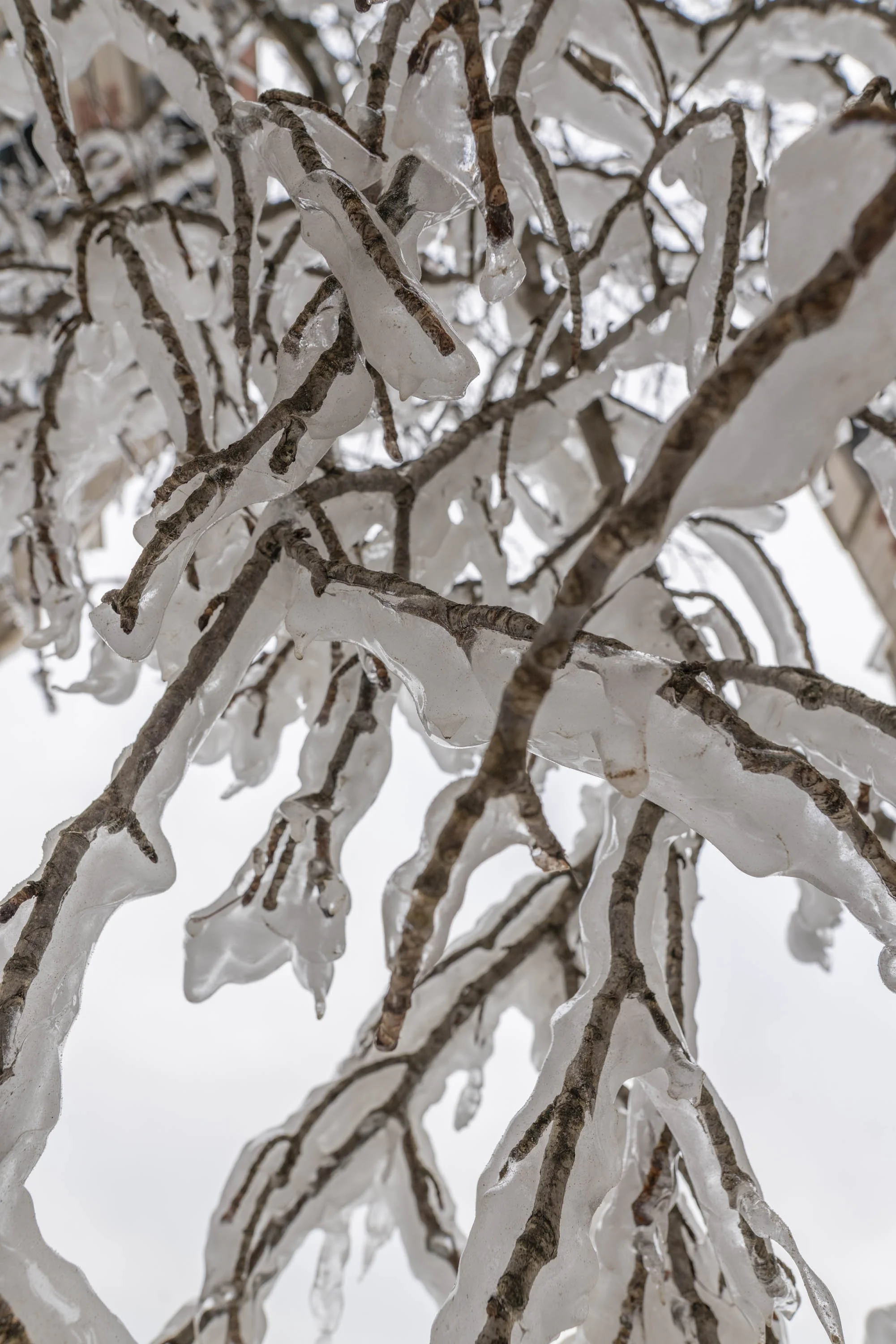 21_WinterStormRogersPark_2026Update_PolarVortex_Website-5.jpg