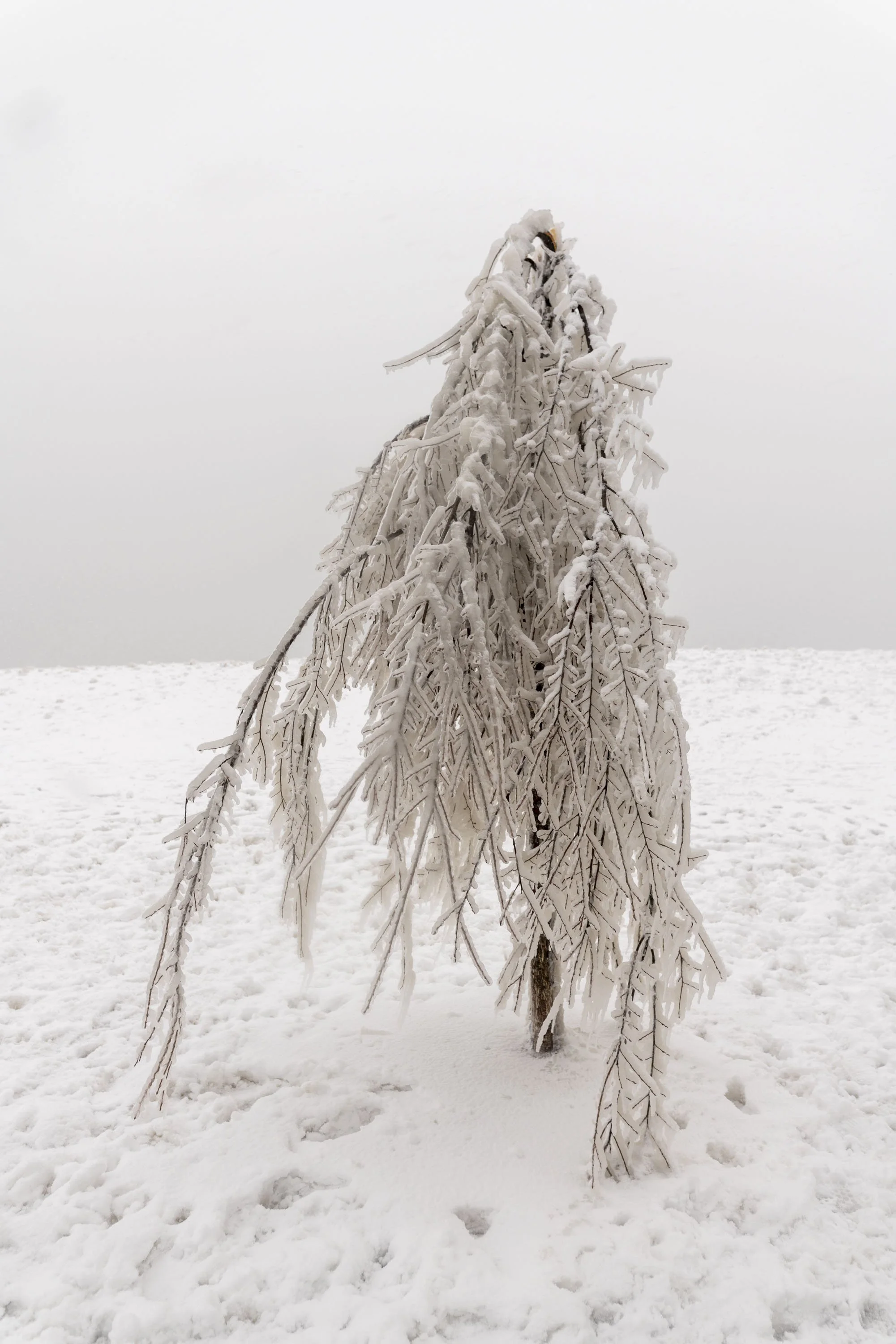21_WinterStormRogersPark_2026Update_PolarVortex_Website-6.jpg