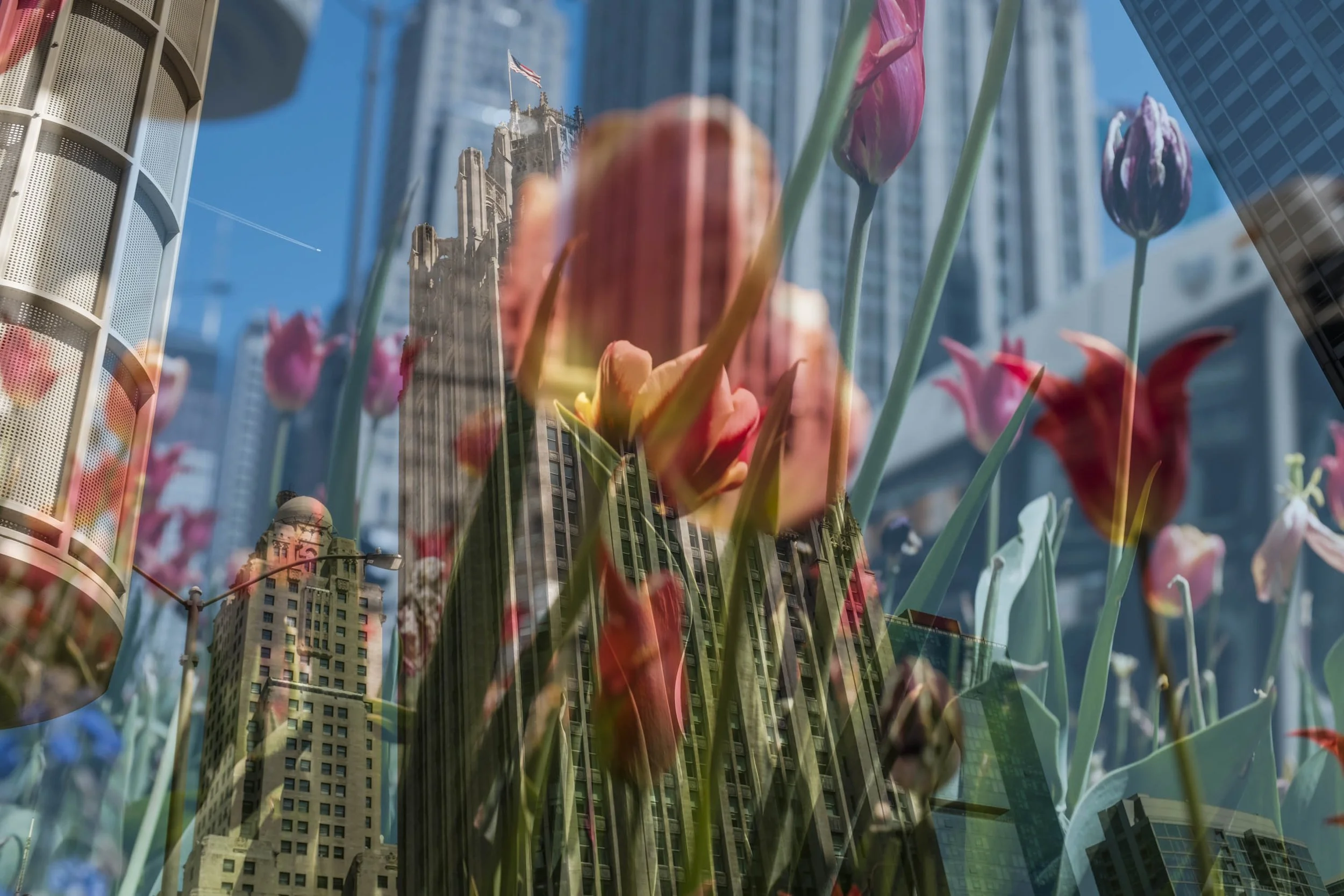 26_SkatelifePhotographsChicago_Tulips_MichiganAveune_RogersParkLake_Spring_Website.jpg