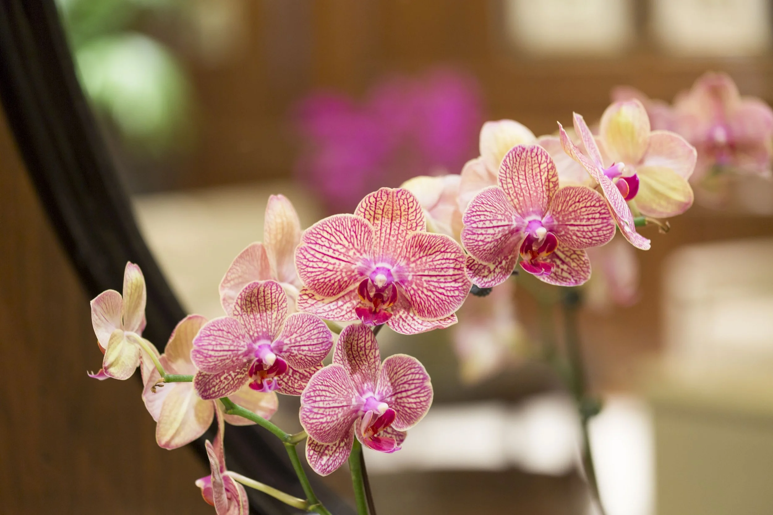 The Pierre. 2100 N. Lincoln Park West, Lincoln Park, Chicago.