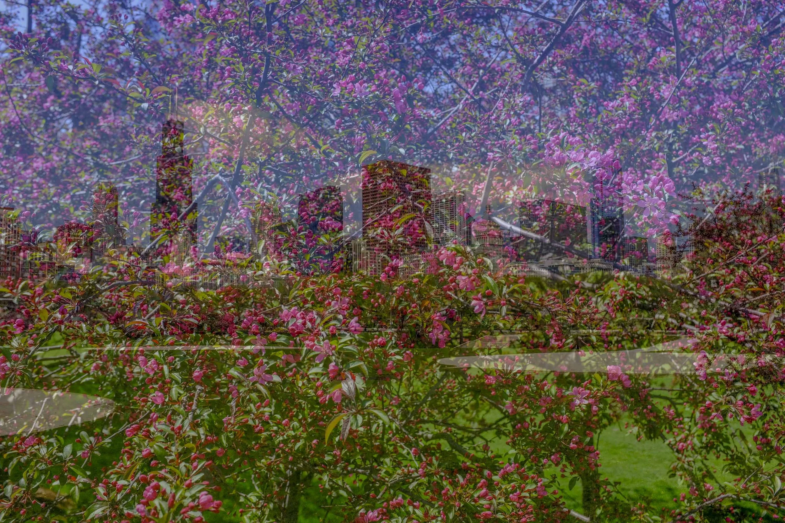Series Title: “Double or Nothin” Series of photographs by Adam Novak. Double Exposures of Chicago.