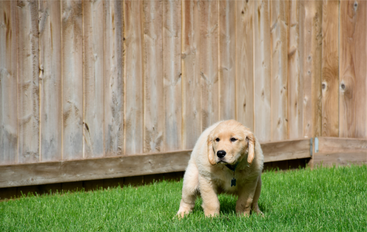 A cute yellow Labrador puppy standing on green grass in front of a wooden fence.