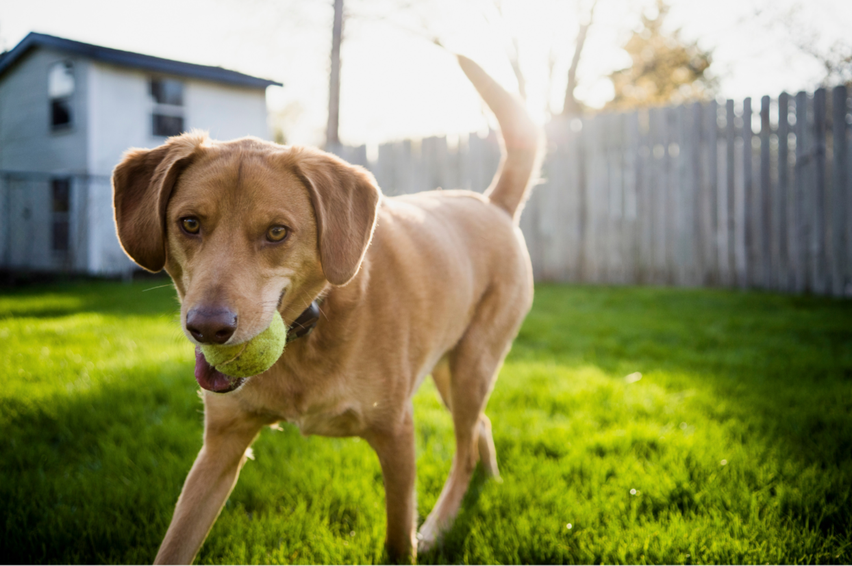 A tan dog with floppy ears and a tennis ball in its mouth, walking on a grassy yard with a house and a wooden fence in the background.