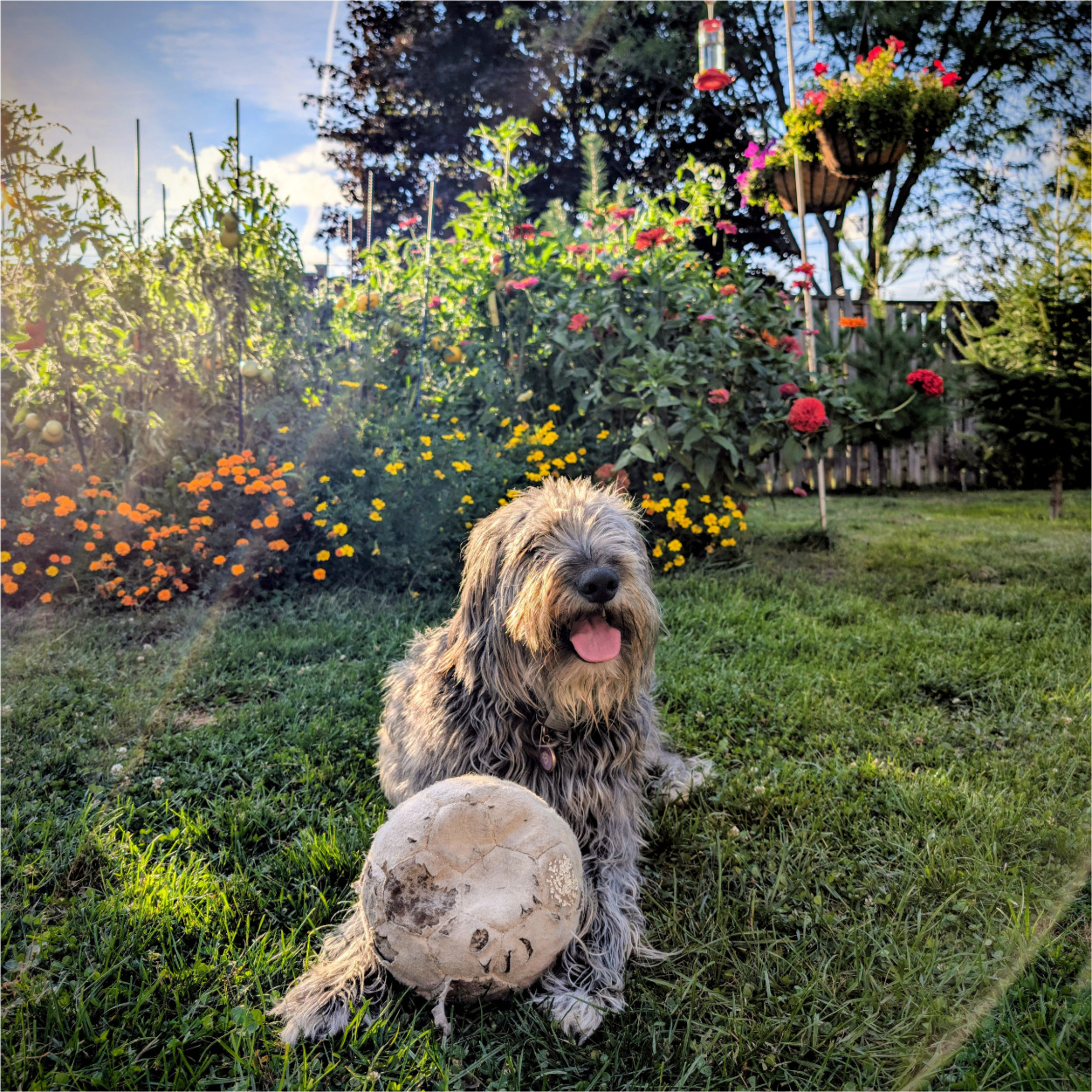 Dog sitting on grass in a garden with colorful flowers, holding a worn baseball.
