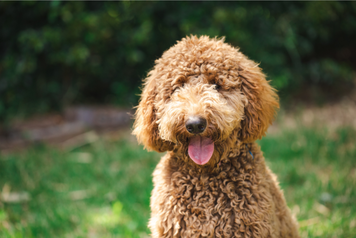 A curly-haired brown dog sitting outdoors on grass with a blurred green background.