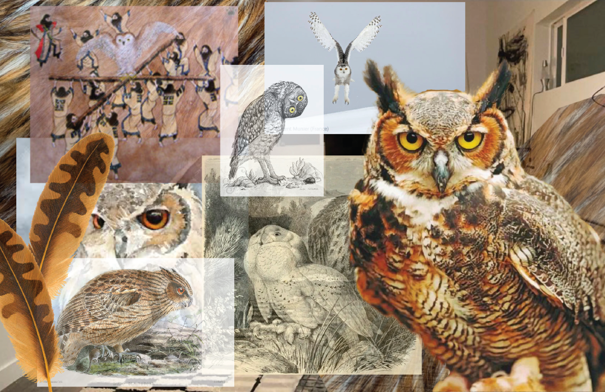 A collage of various owl images including photographs, sketches, and paintings, featuring different species and artistic styles.