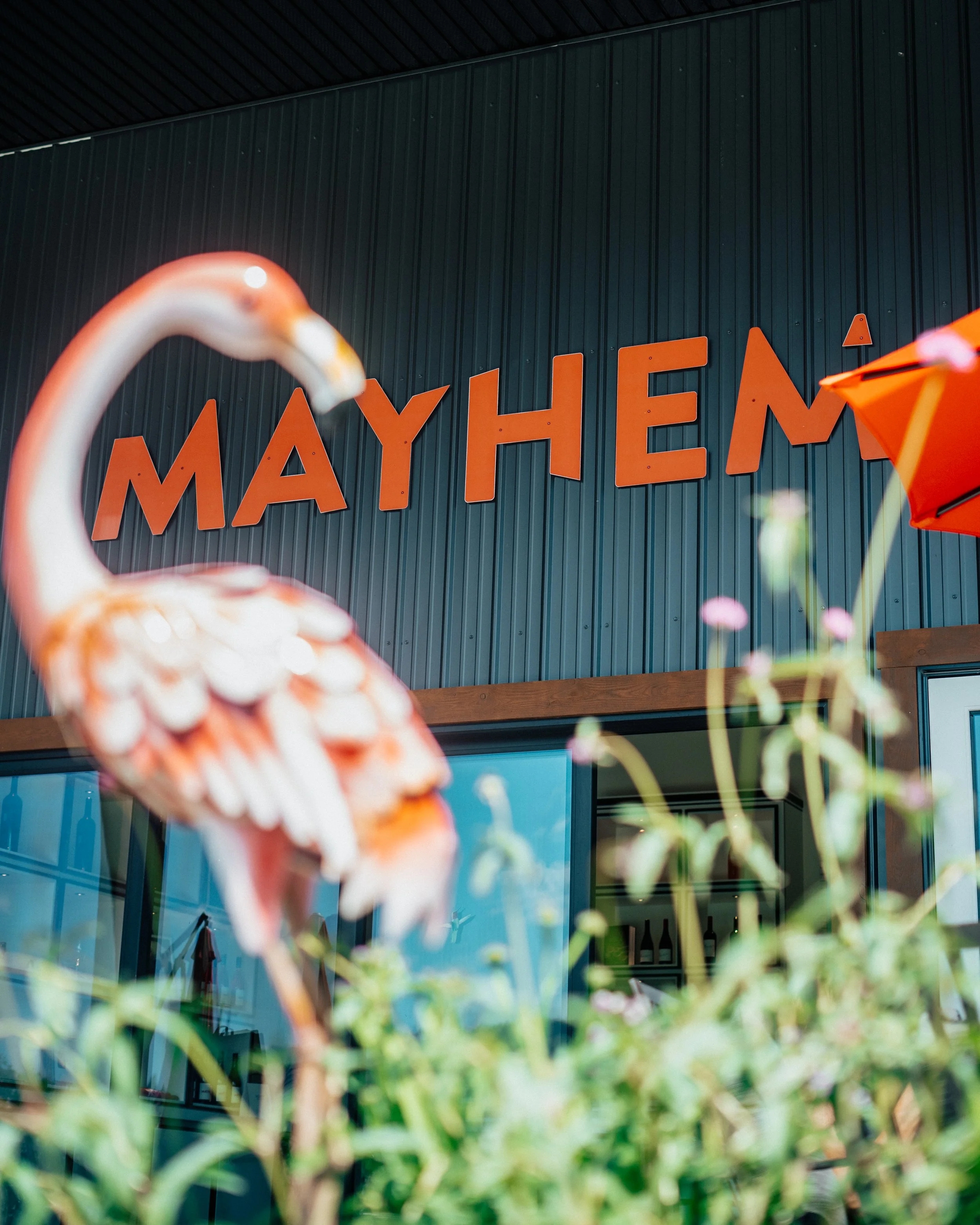 flamingo mayhem photography