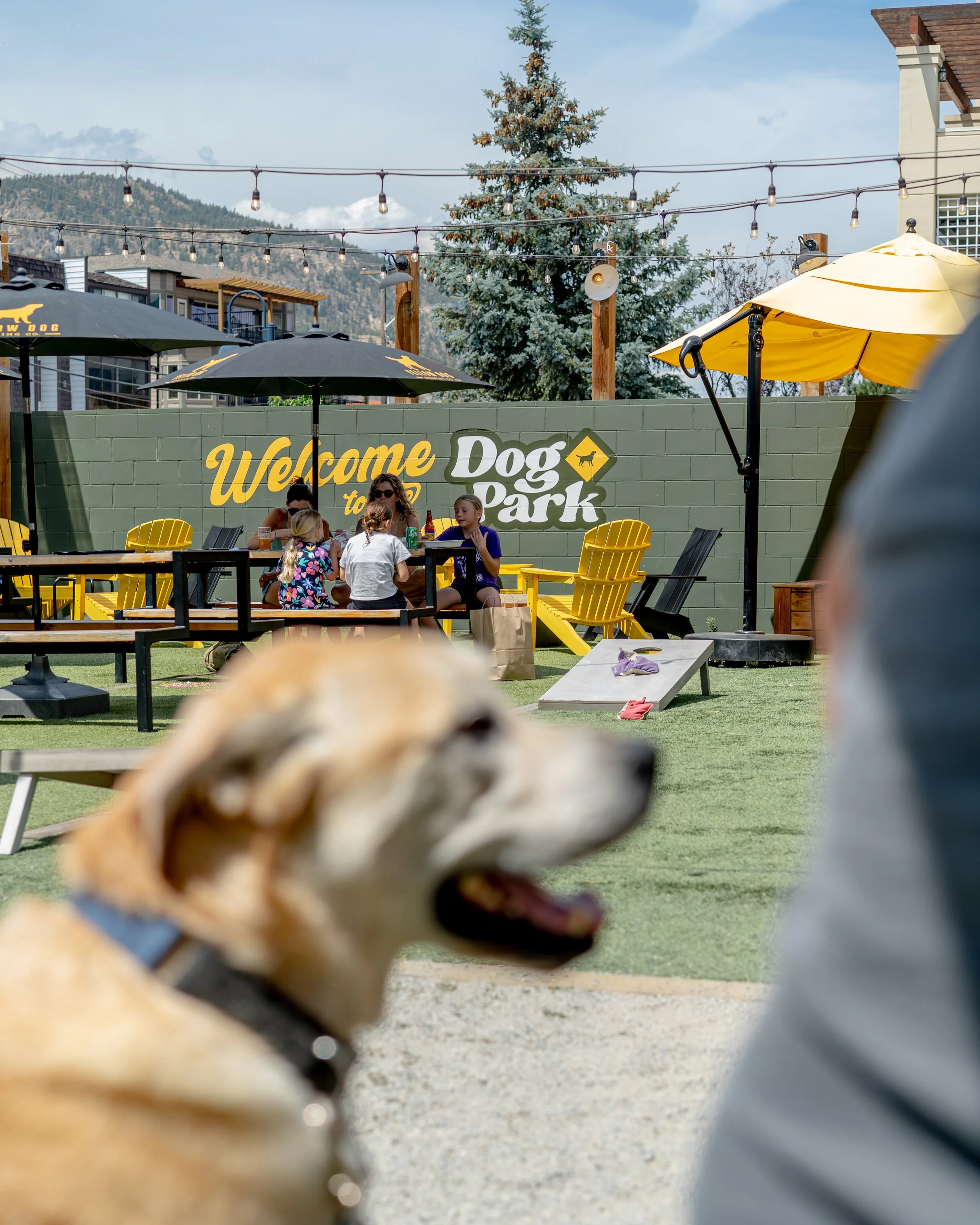 yellow dog park patio photography summer