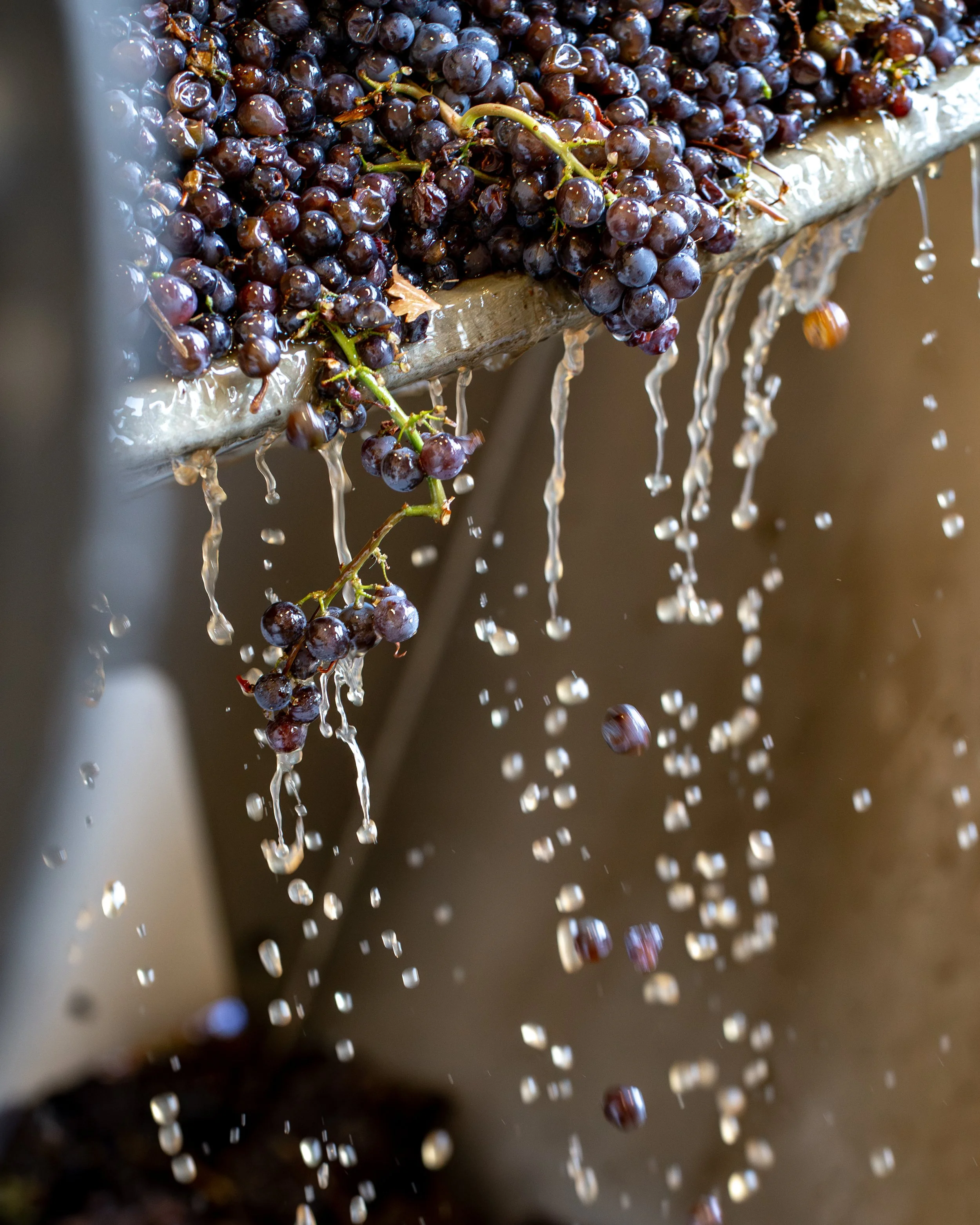 grape wine making photography
