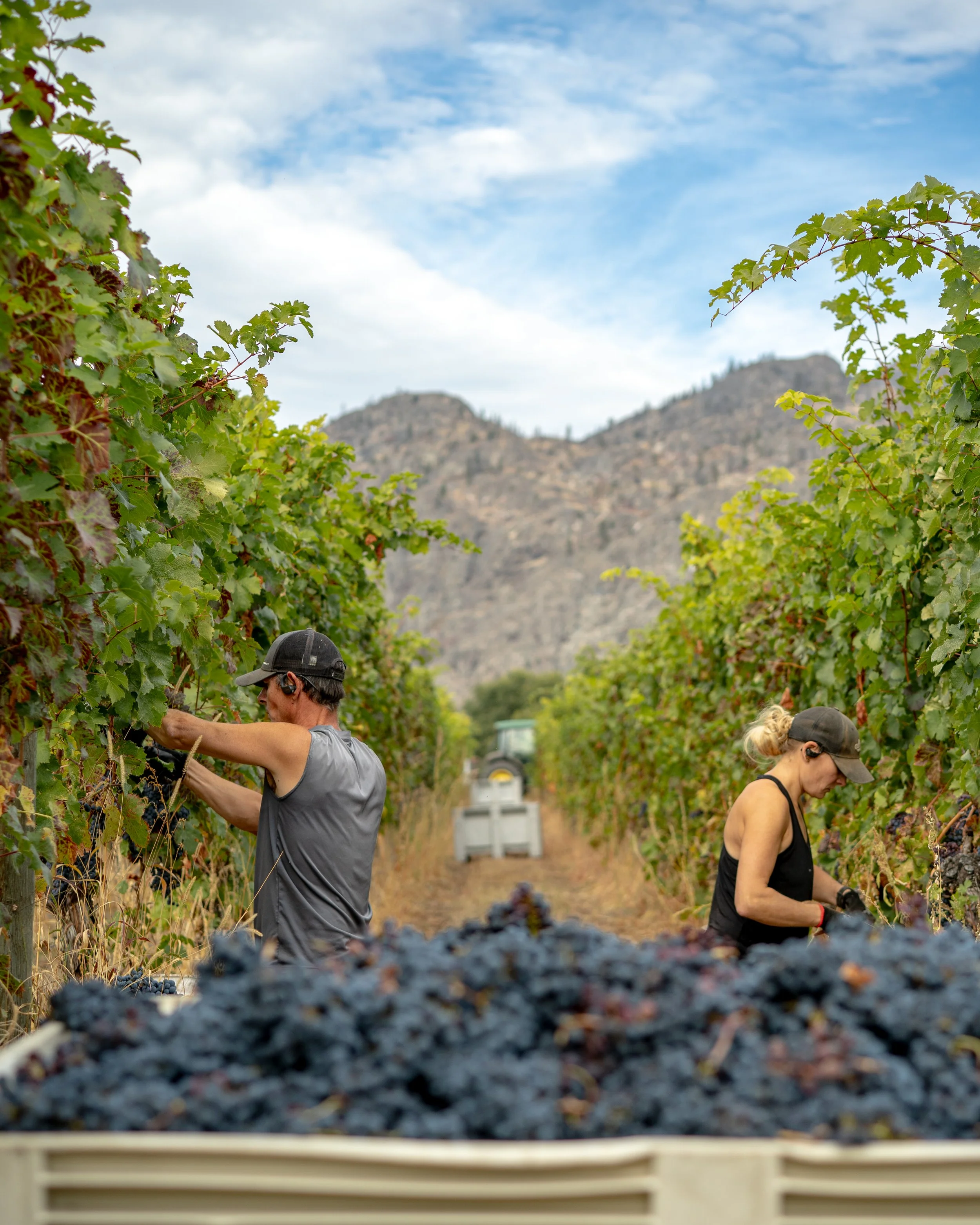 adega estate winery photography harvesting