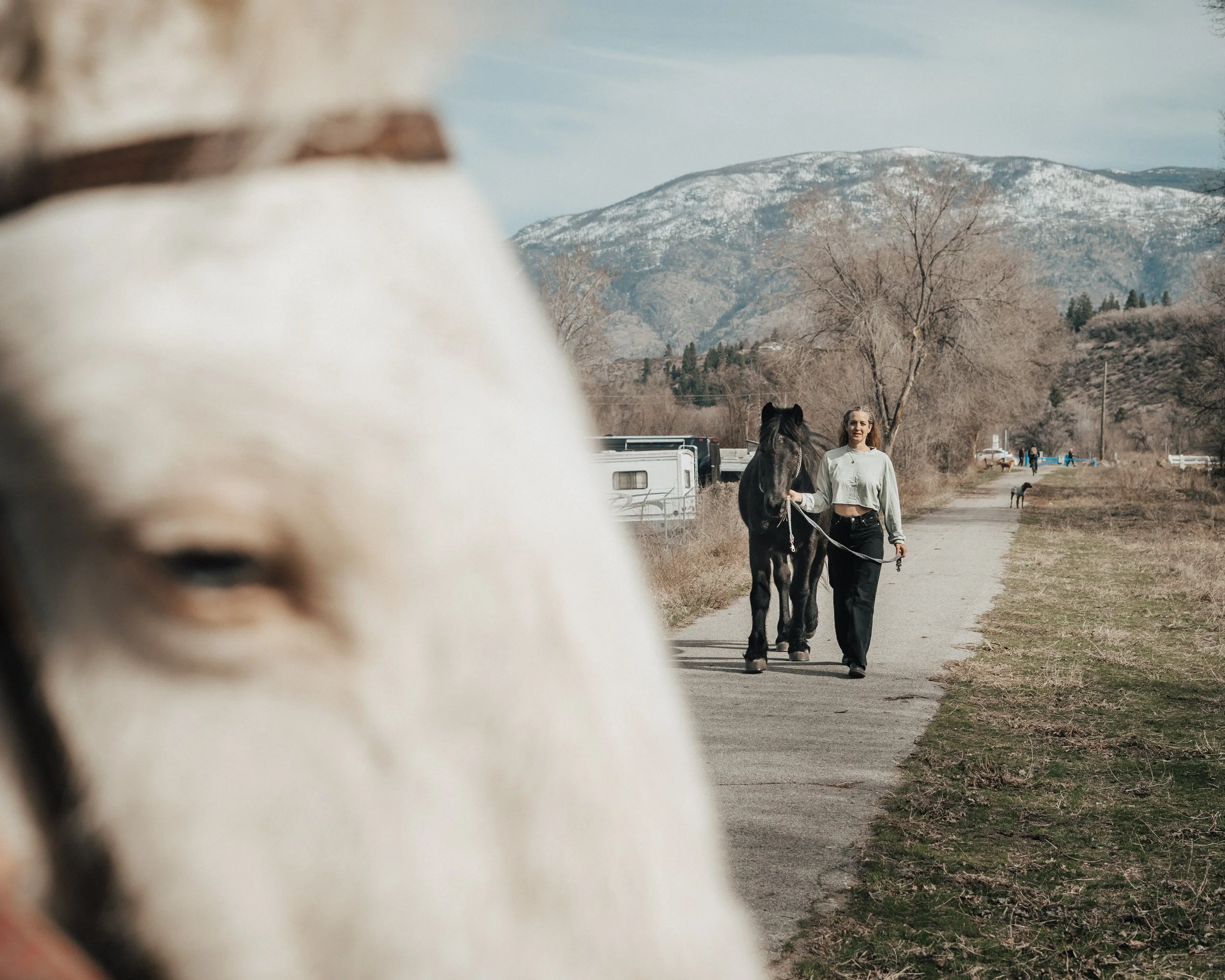 horse photography animal