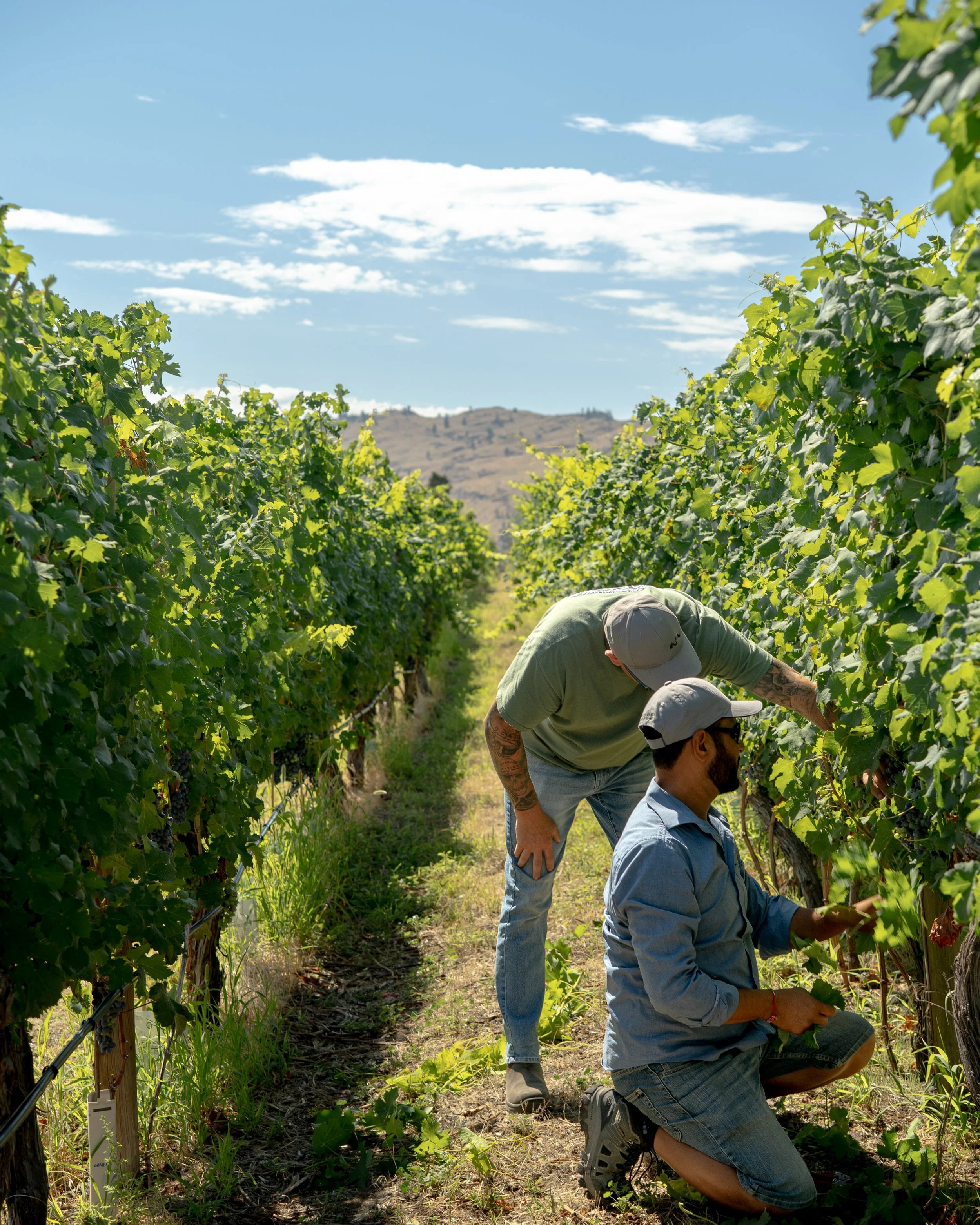 winemaker photography
