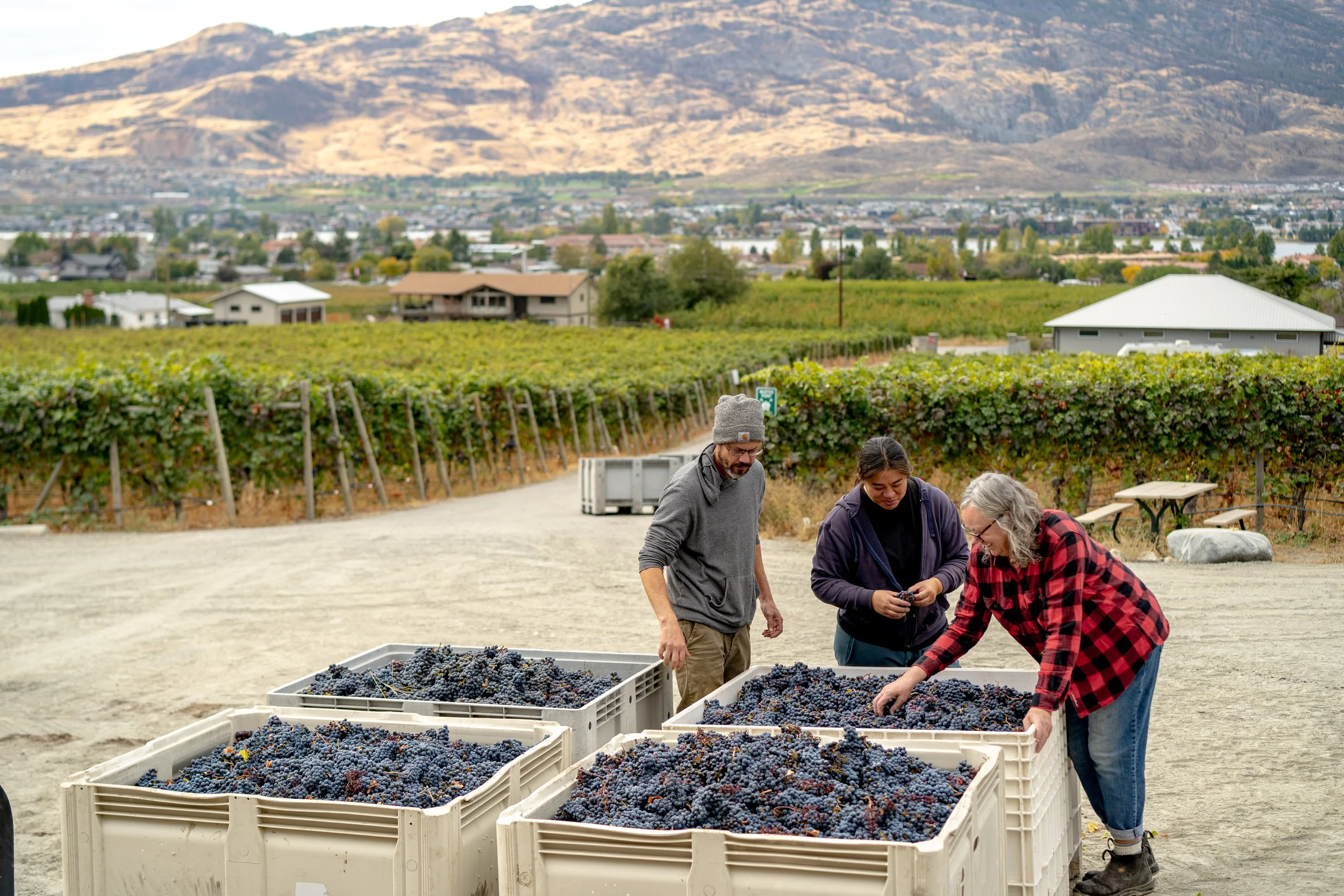 adega estate winery photography harvest