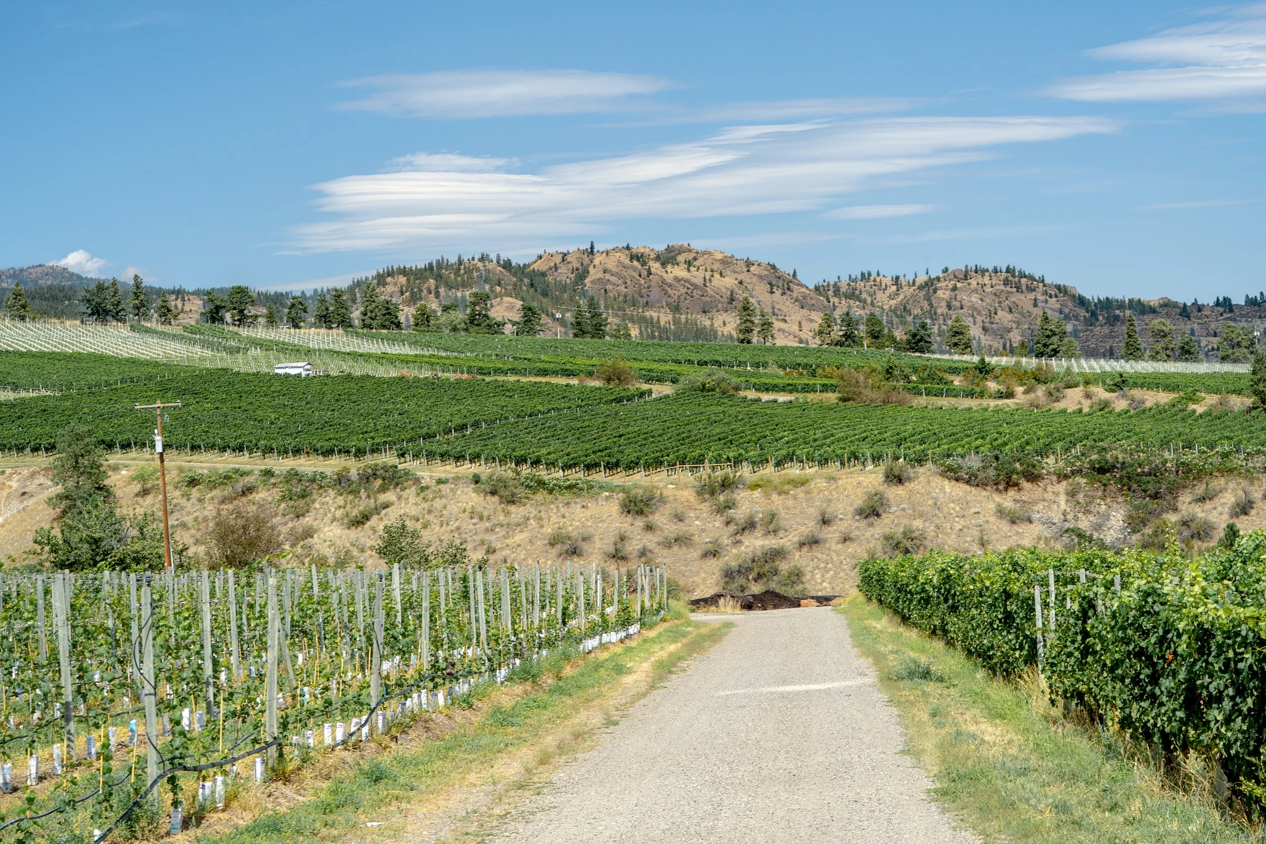 hester creek vineyard winery