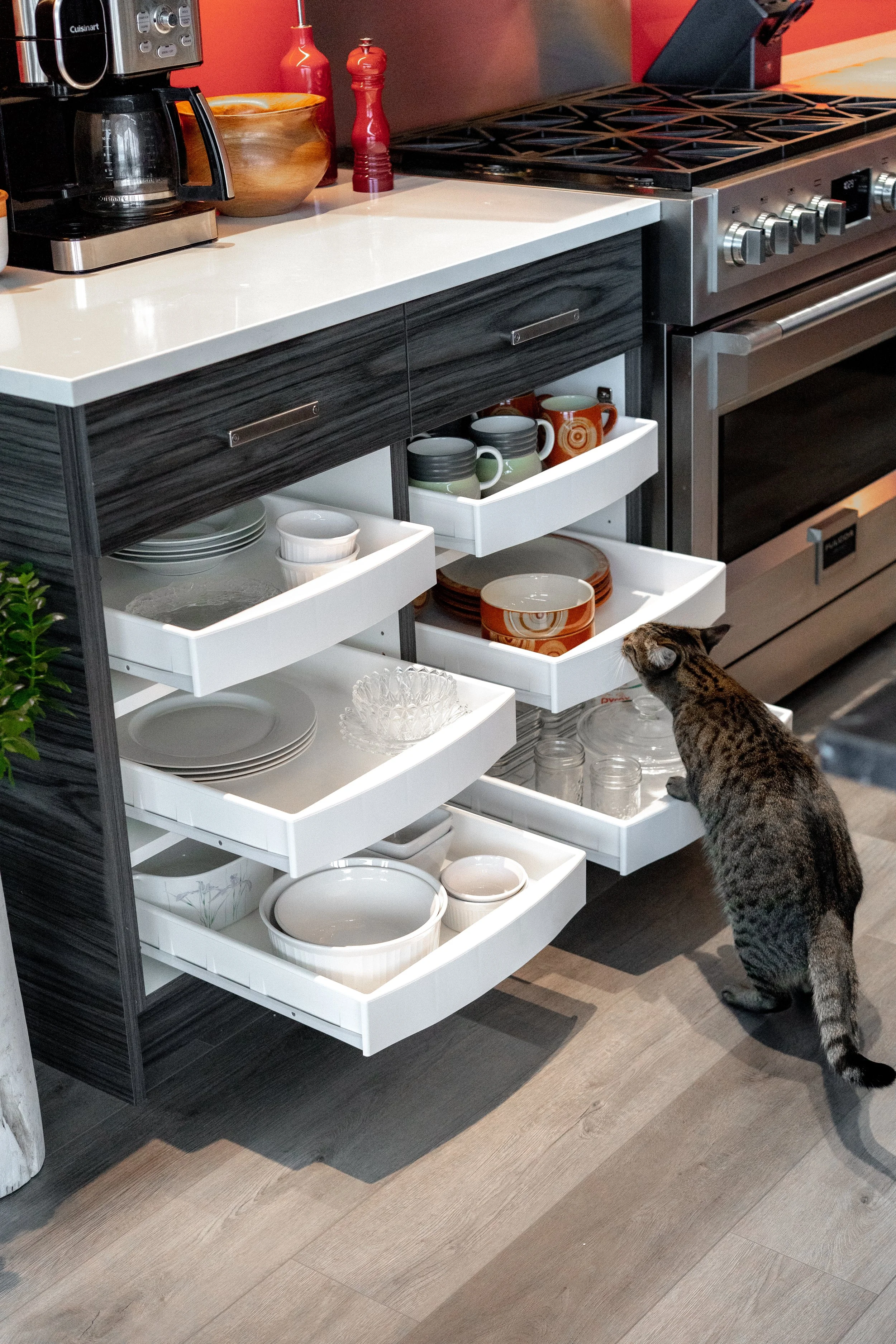 photography kitchen cat pullout rollout