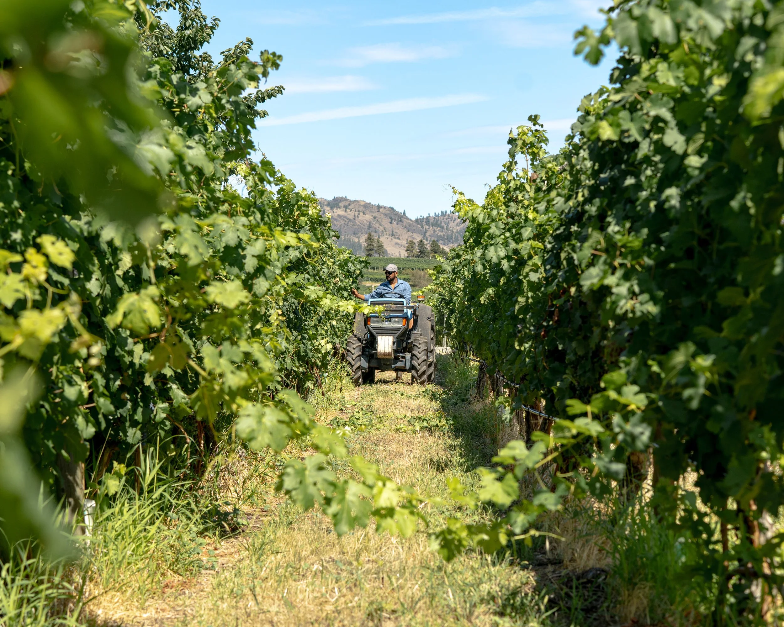 vineyard winery hester creek