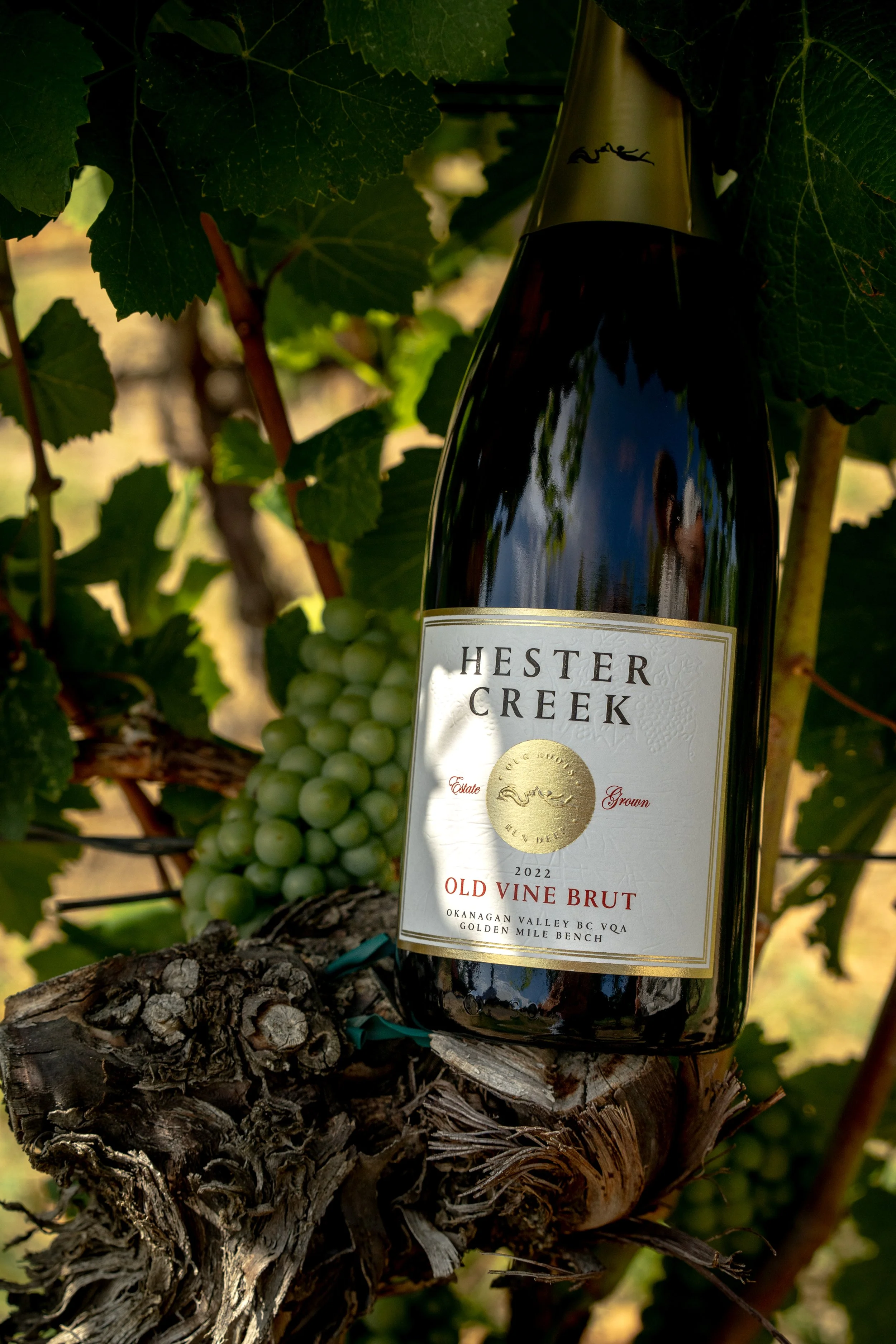 hester creek photography wine