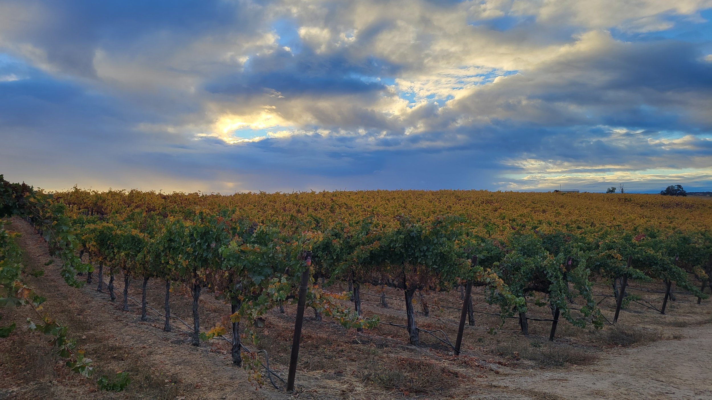 Vineyard with grapevines on a hill under a cloudy sky at sunset.