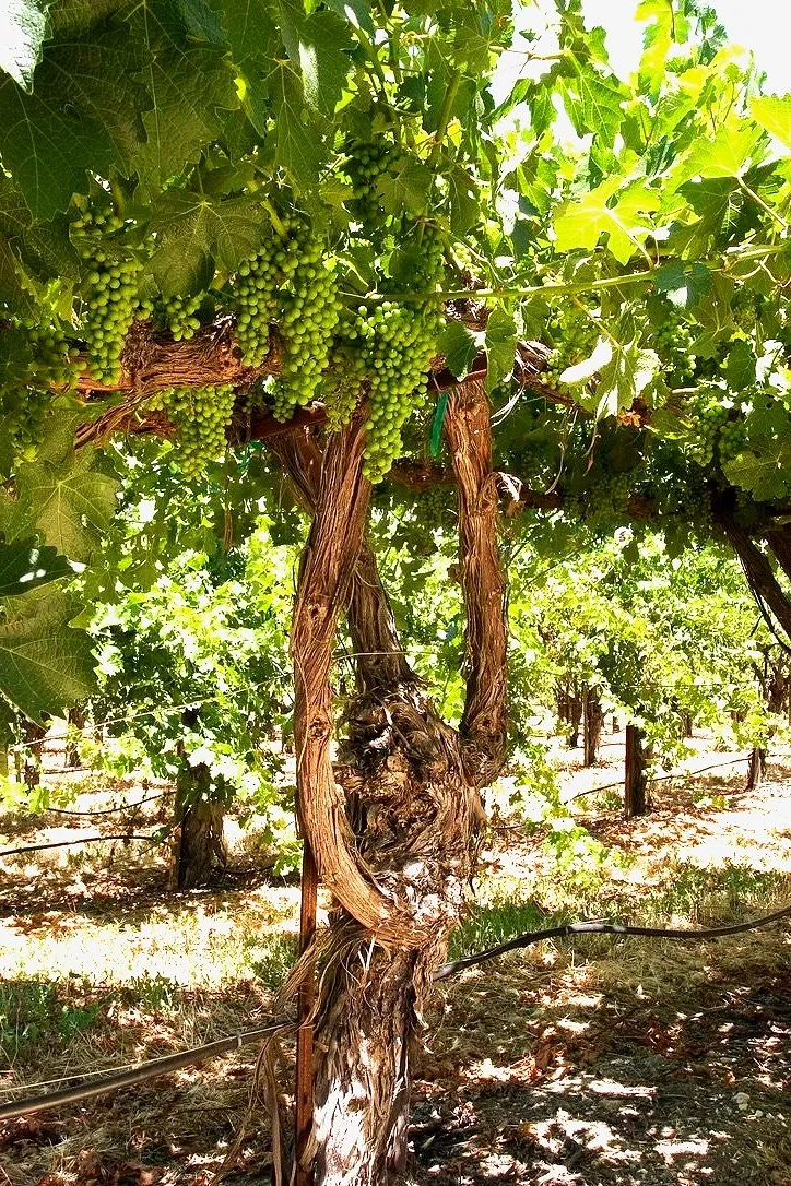 Green grapes growing on a vine in a vineyard.