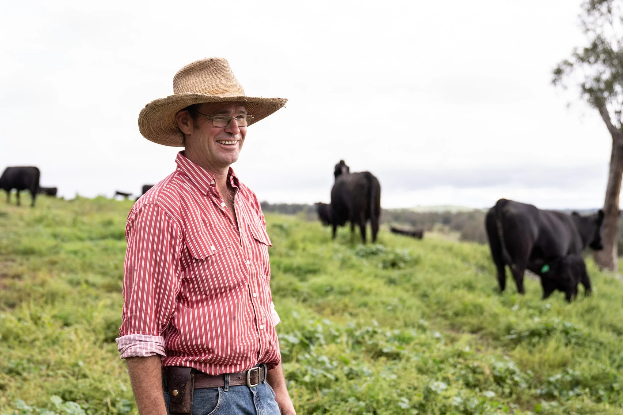 A farmer in a red and white striped shirt and a wide-brimmed straw hat standing in a grassy field with black cows grazing in the background.