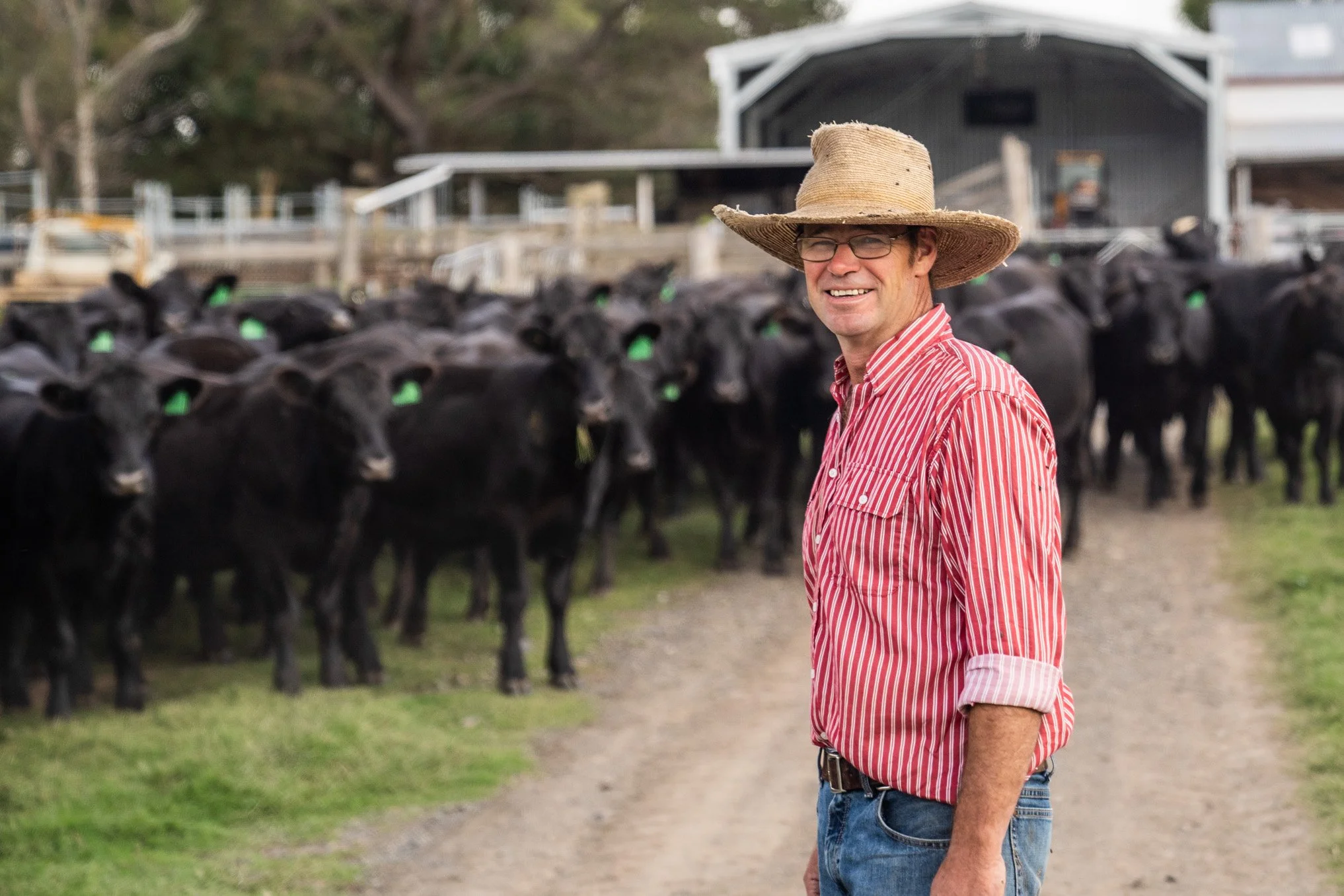 A man wearing a straw hat, glasses, a red striped shirt, and jeans standing on a farm road with black cows behind him.