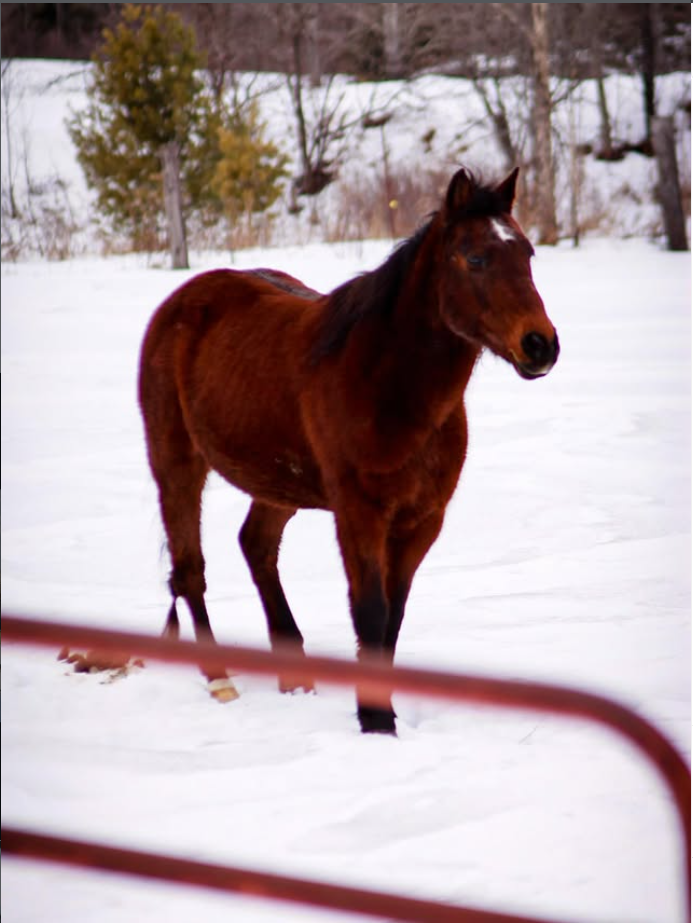 Photographing Horses: Capturing Strength, Grace, and Connection