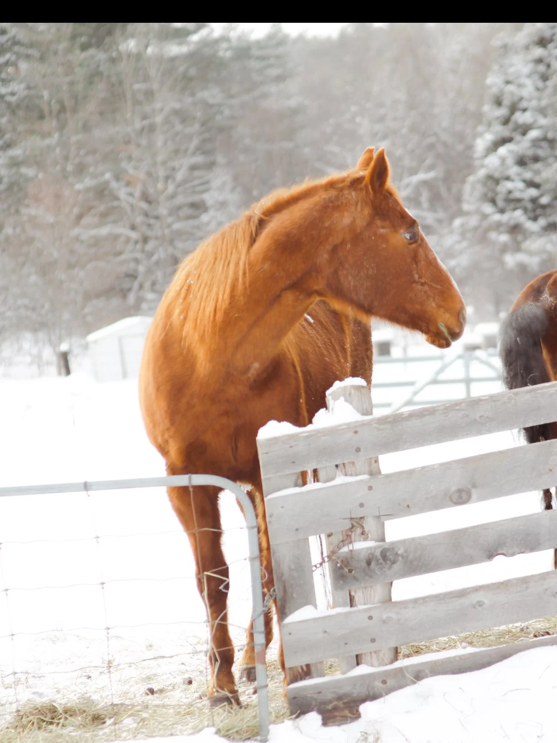 A chestnut horse standing outdoors in the snow behind a wooden fence, with snow-covered trees in the background.