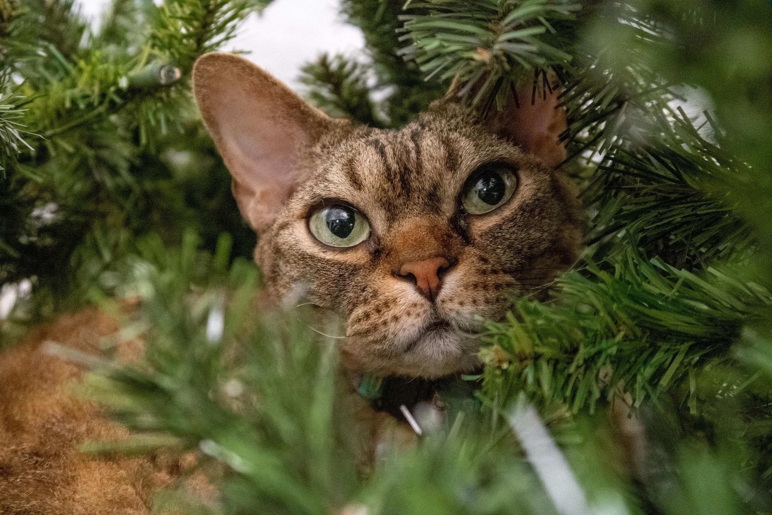 A tabby cat with green eyes peeking through the branches of an artificial Christmas tree.