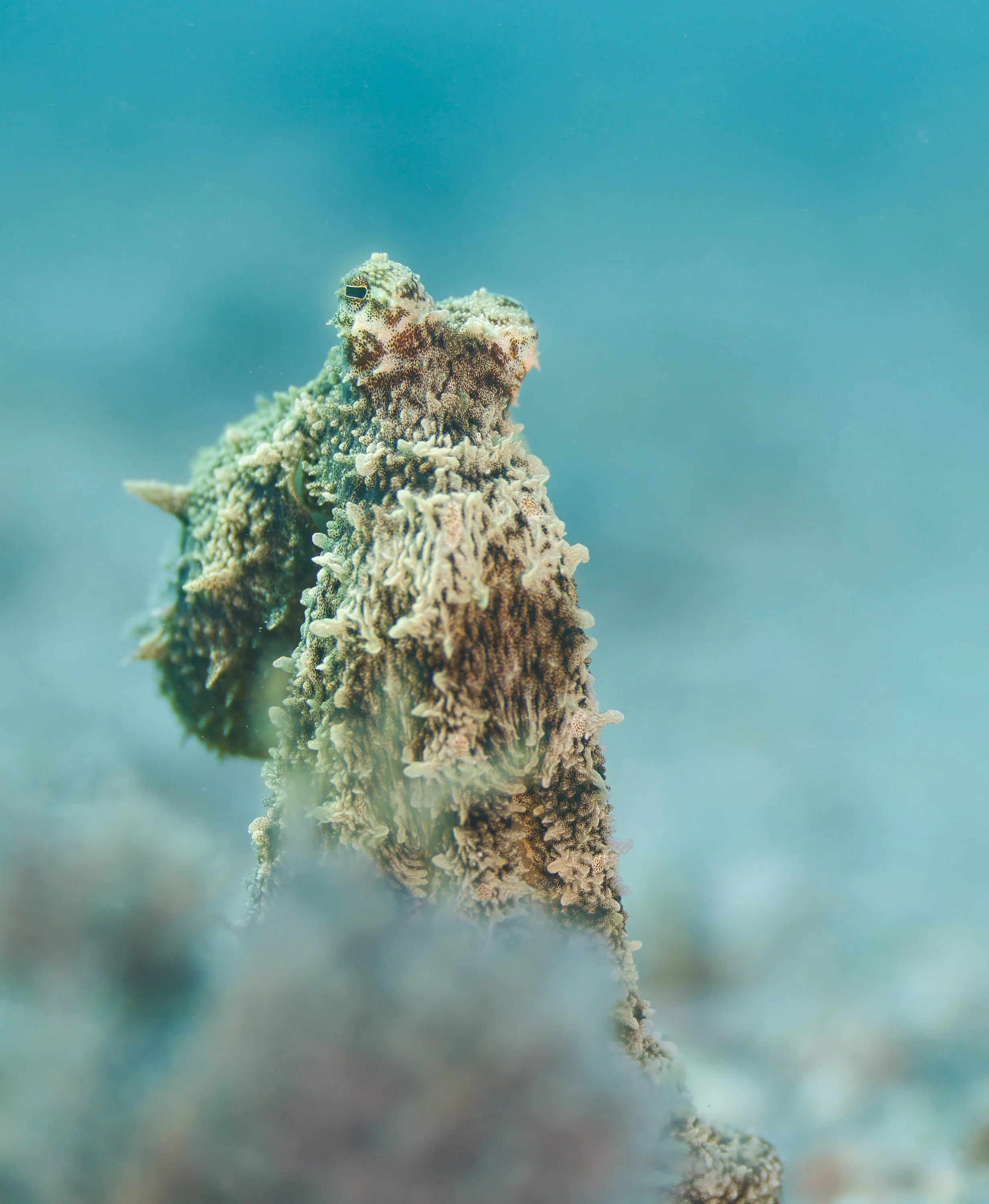 A camouflaged marine organism blending with the ocean floor.