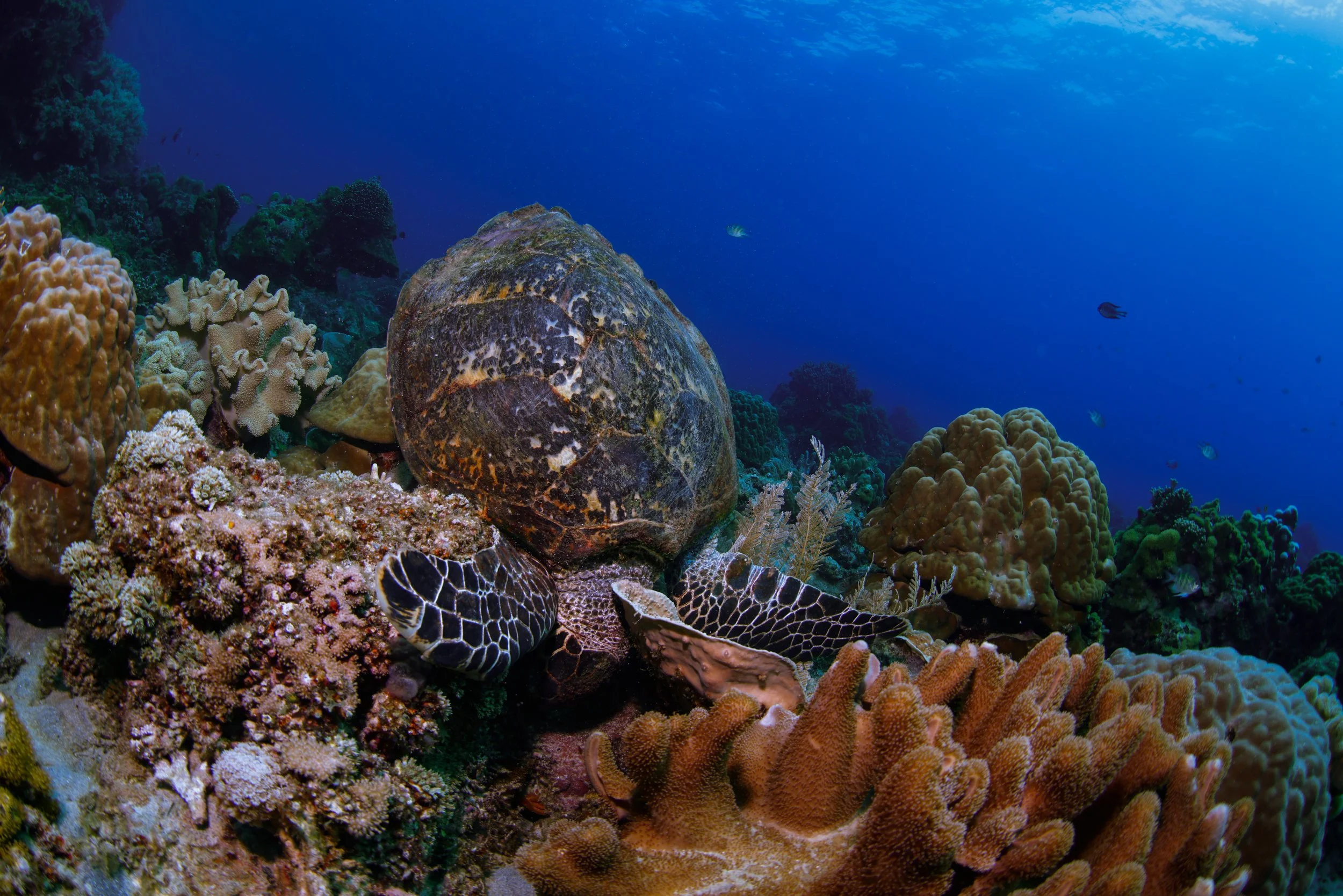 Apo Island Snack.JPG