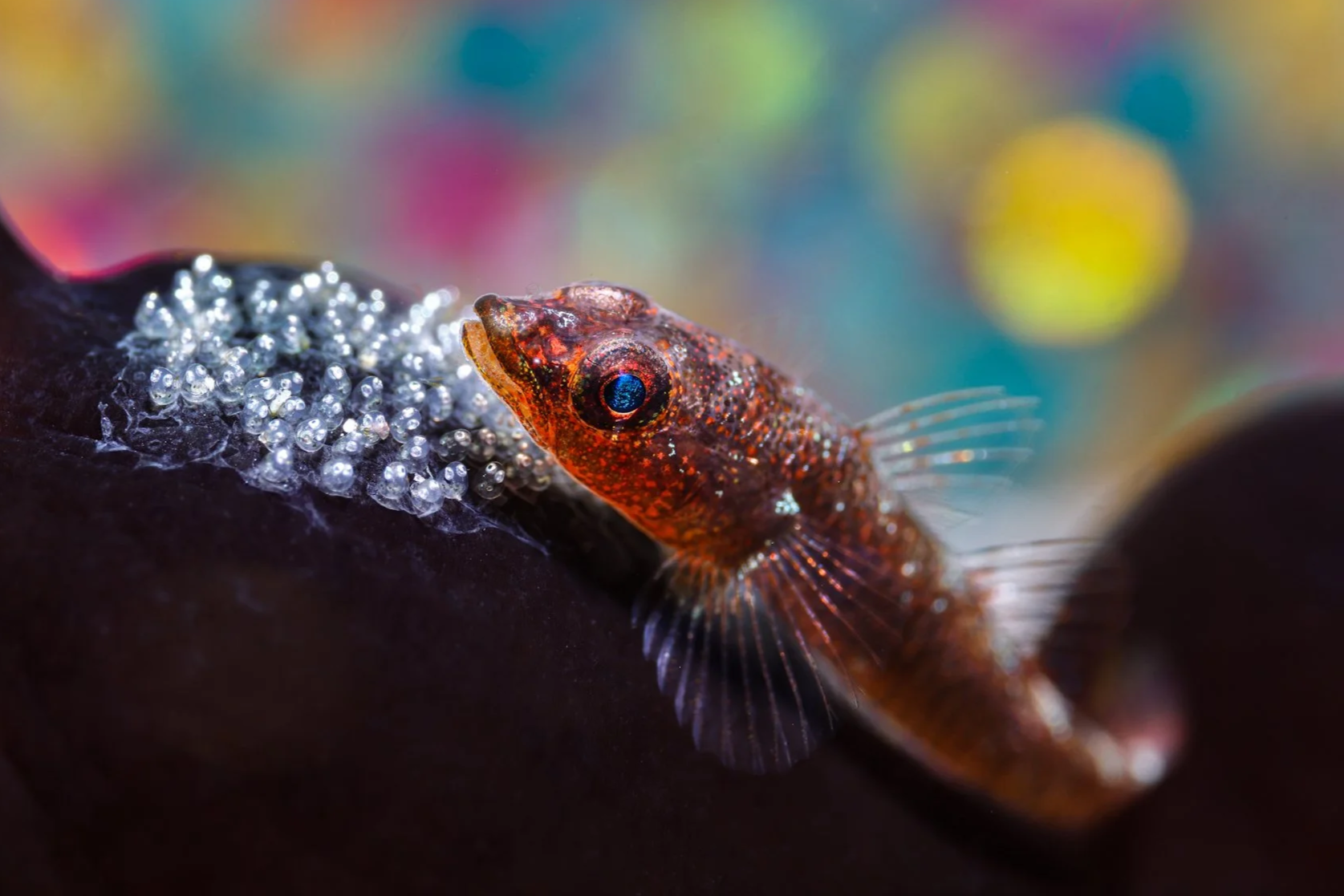 A close-up of a small, colorful fish with orange and brown markings, next to a cluster of shiny eggs on a dark surface with a blurred, colorful background.