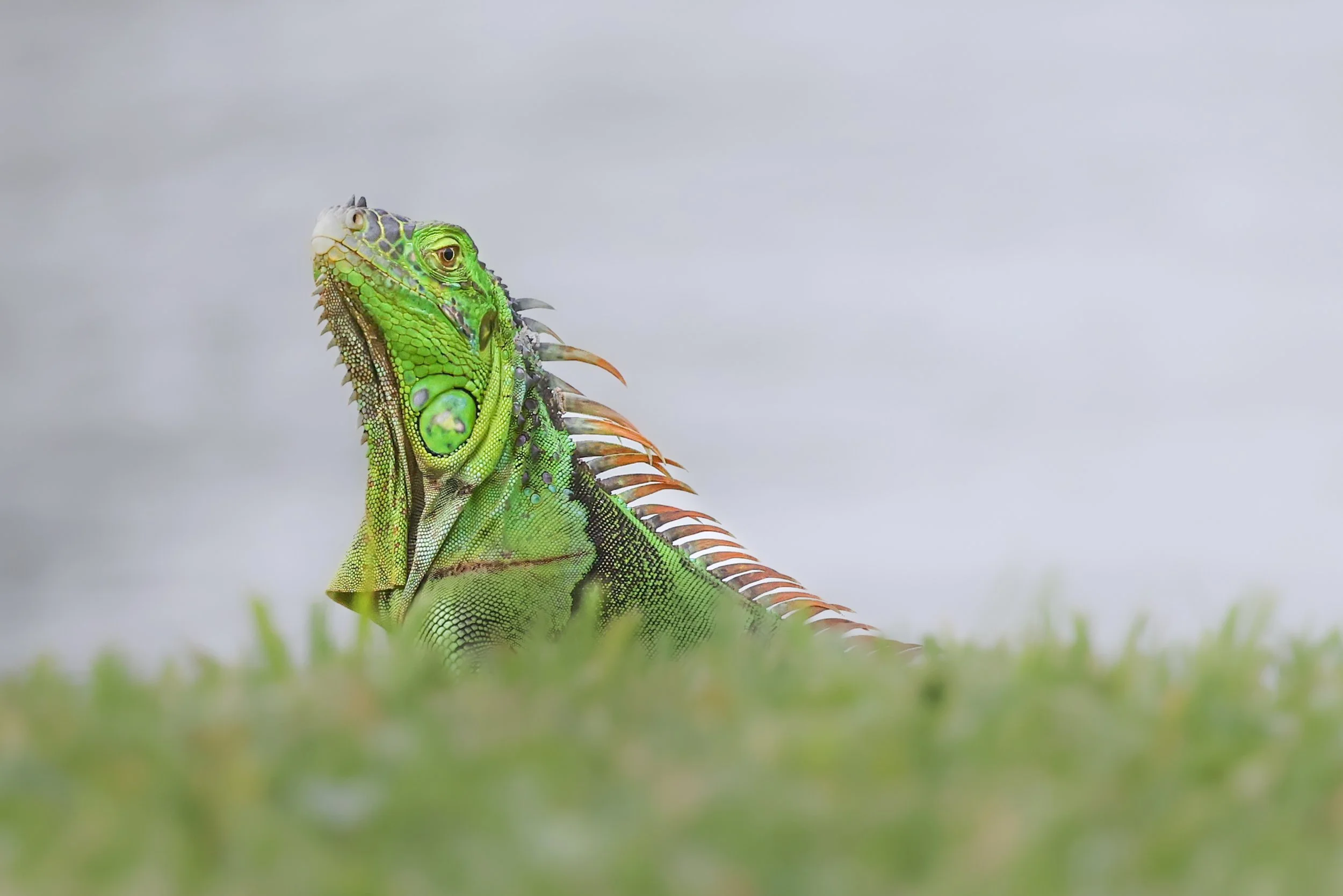 A large green iguana sitting on the grass, showing its textured skin and tall back spines.