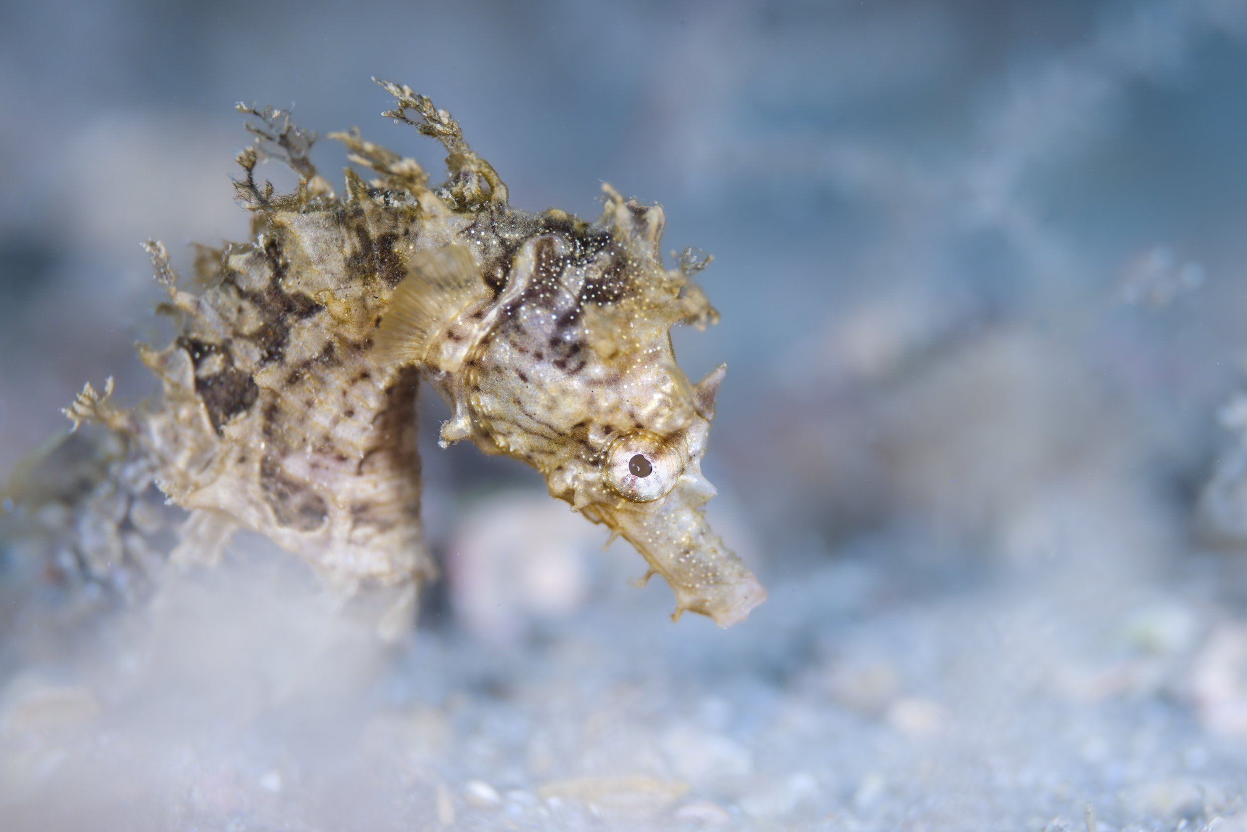 Seahorse Wonderland.JPG