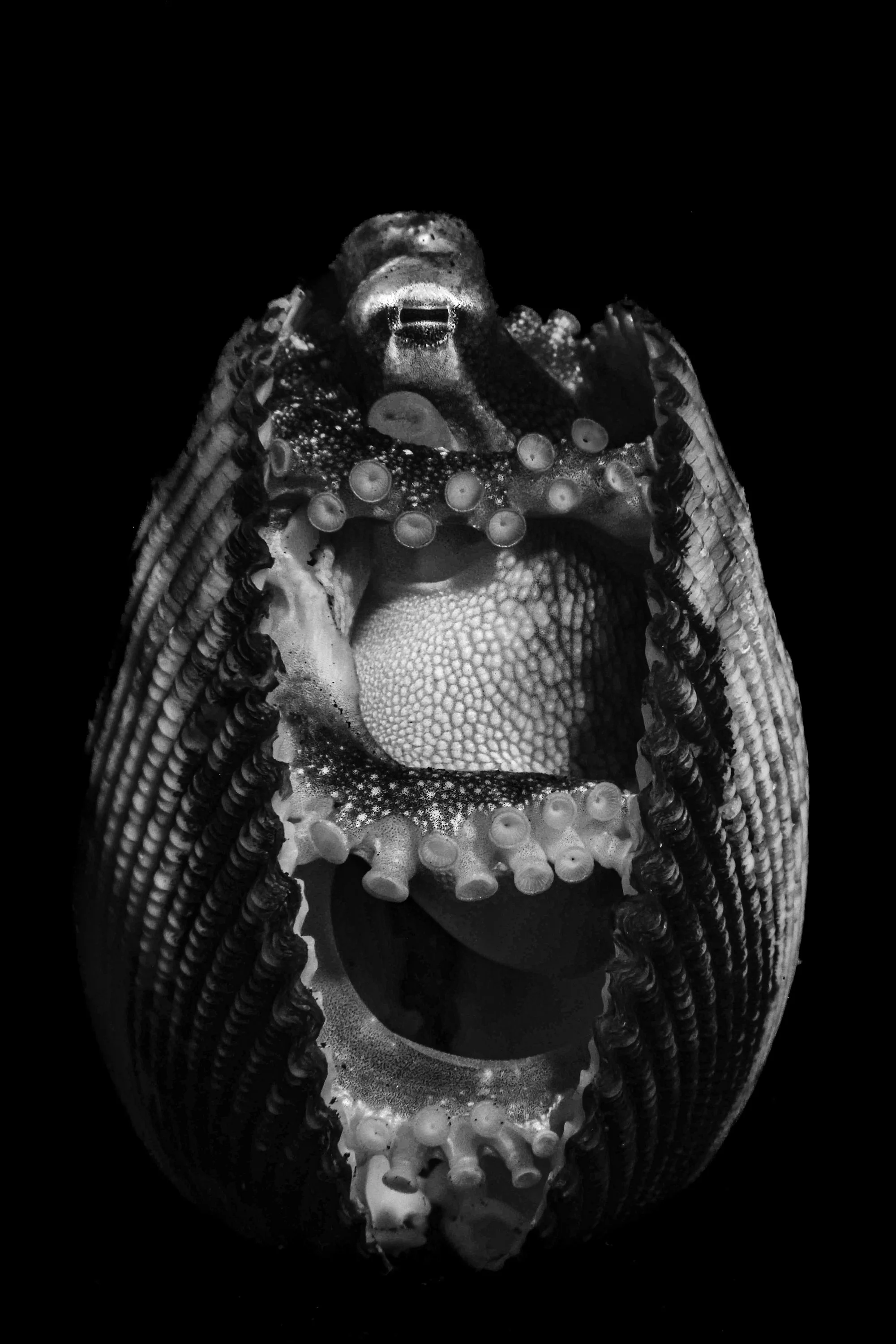 Black and white photograph of a coconut octopus, taking shelter within a pair of sea floor shells.