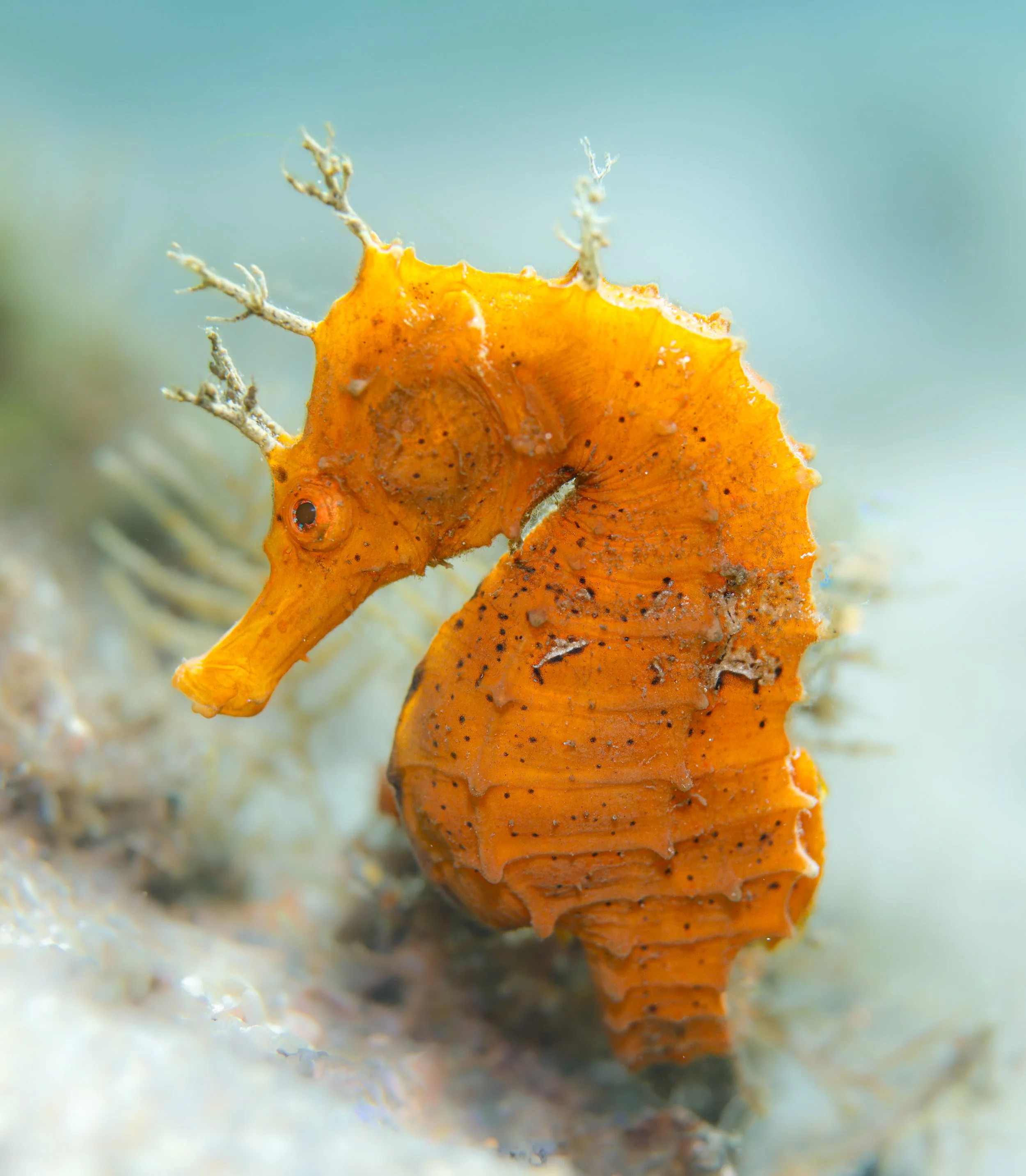 Golden Seahorse Profile.JPG
