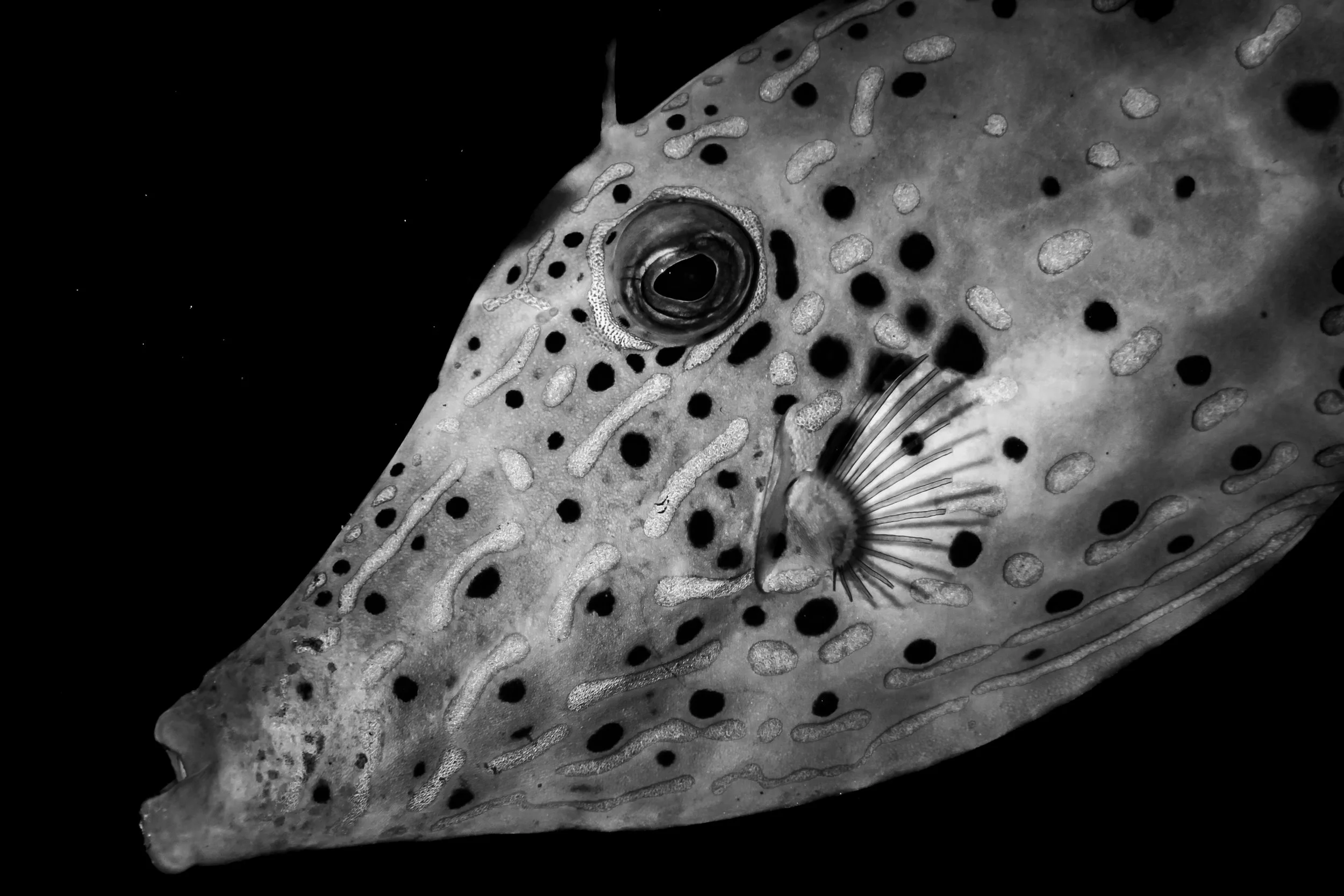 Close-up black and white underwater photograph of a Scrawled filefish, showing detailed patterns and spots on its face.