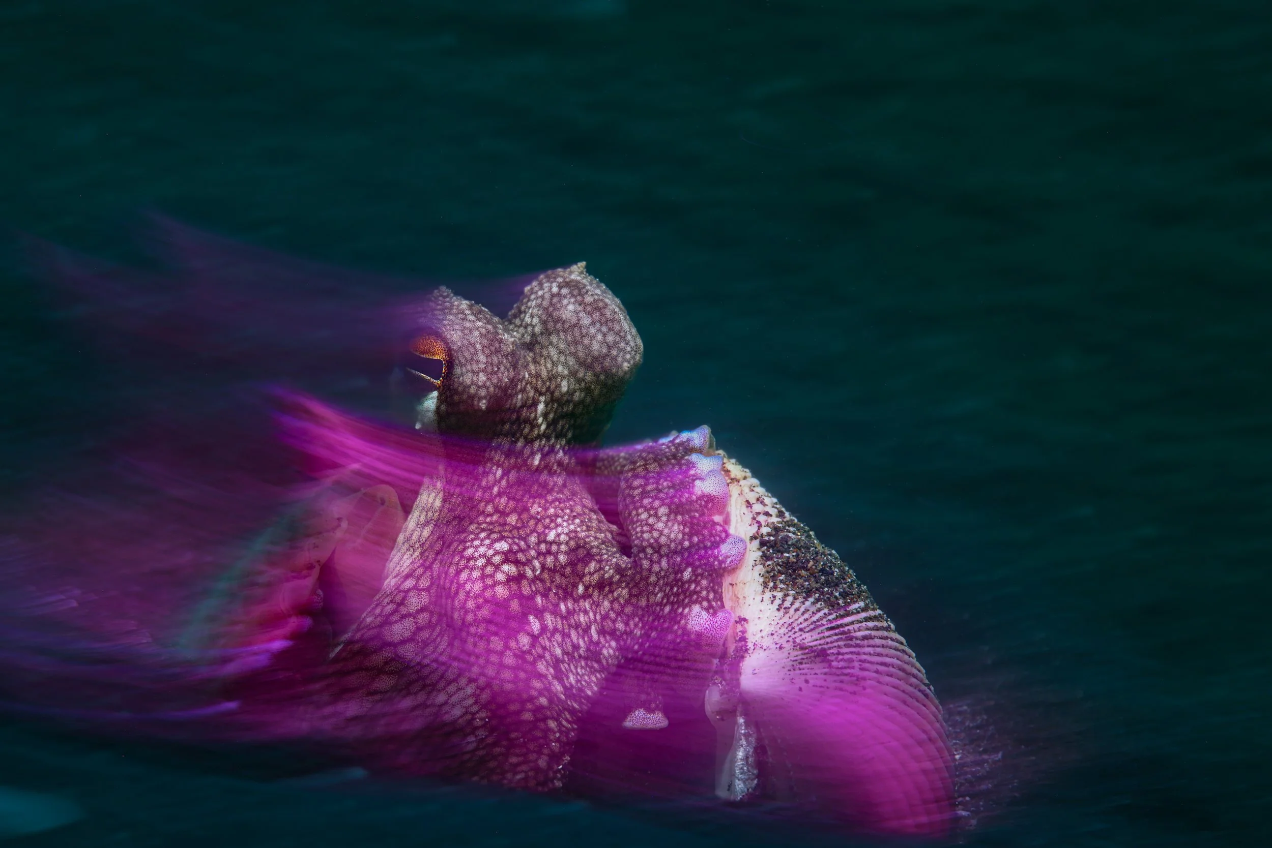Pink Octo Blur.JPG