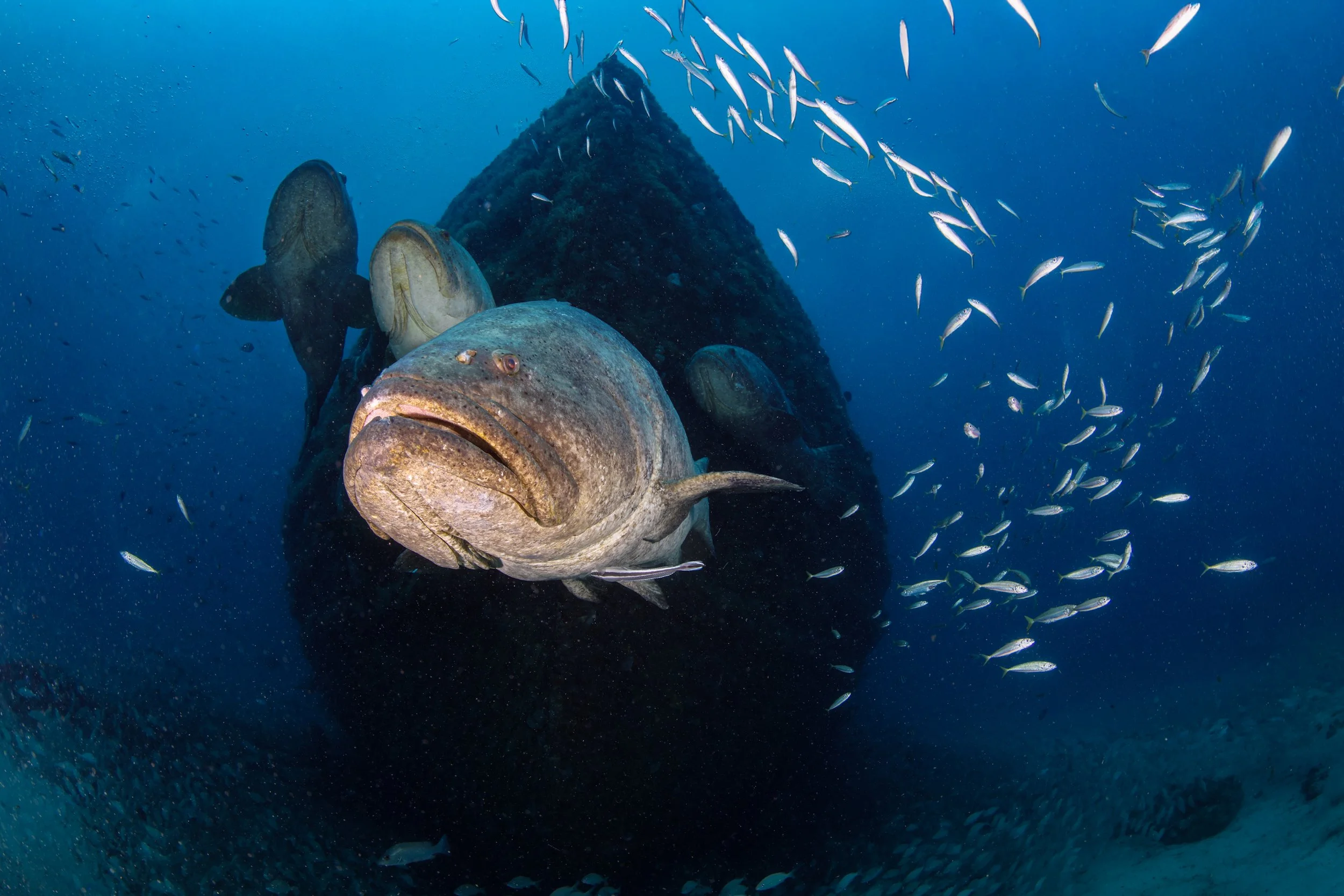 Goliath Encounter - Copy.jpg