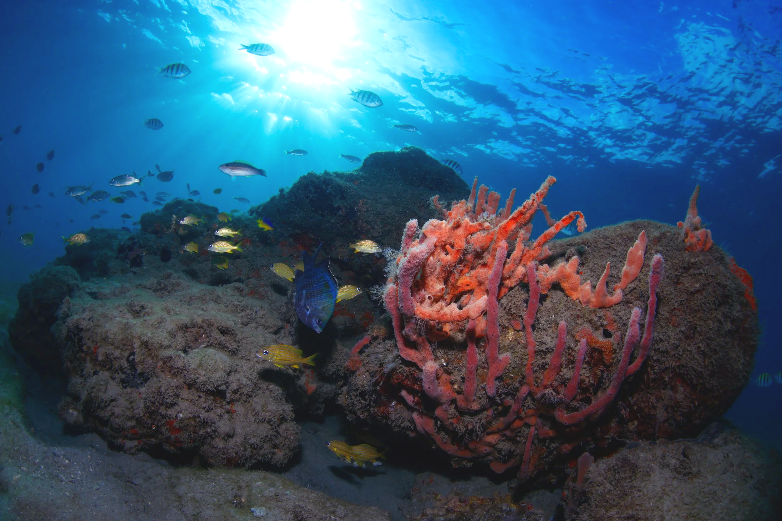 Underwater scene with coral reef, colorful fish, and sunlight filtering through the water.