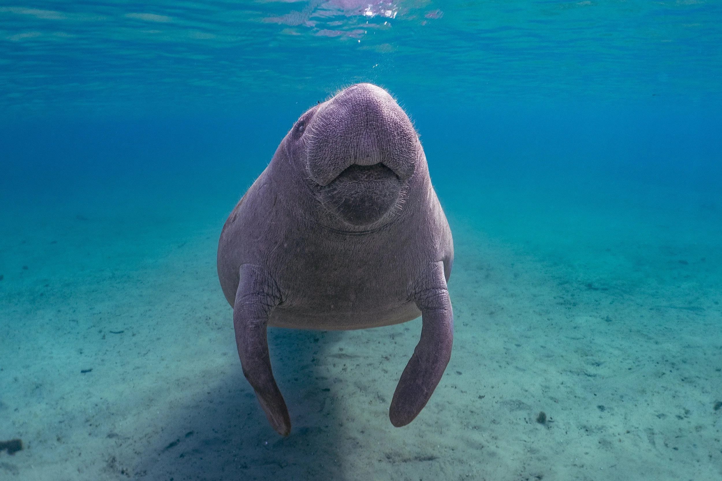 A manatee swimming underwater towards the camera in a Florida spring.
