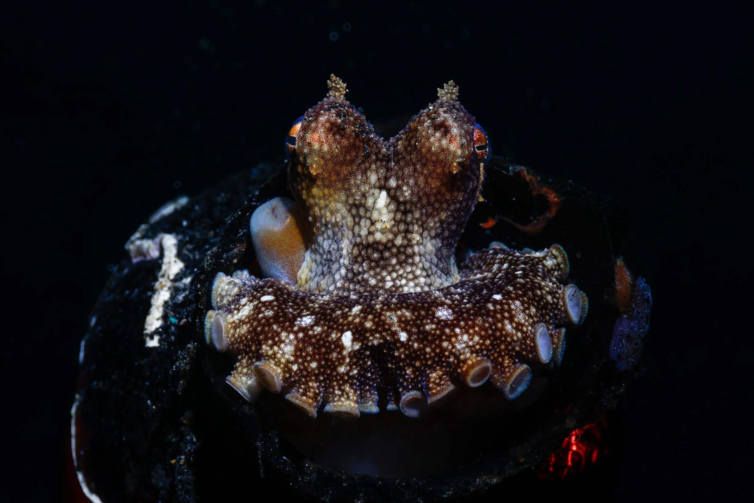 Close-up of a camouflaged deep-sea octopus with textured, mottled skin blending into dark background.
