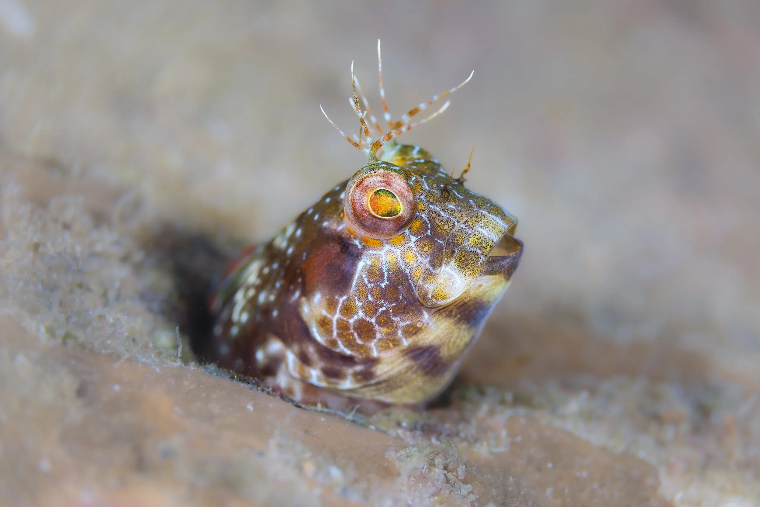 Seaweed Blenny Hello.JPG